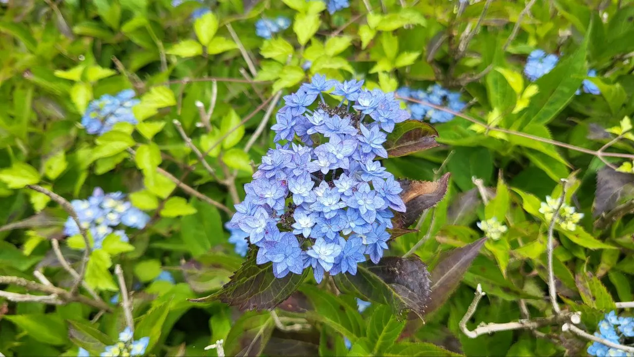 Sawtooth Hydrangea (Hydrangea Serrata) — Ideal for borders or mass plantings, it provides season-long interest and attracts pollinators; pruning in, image 88