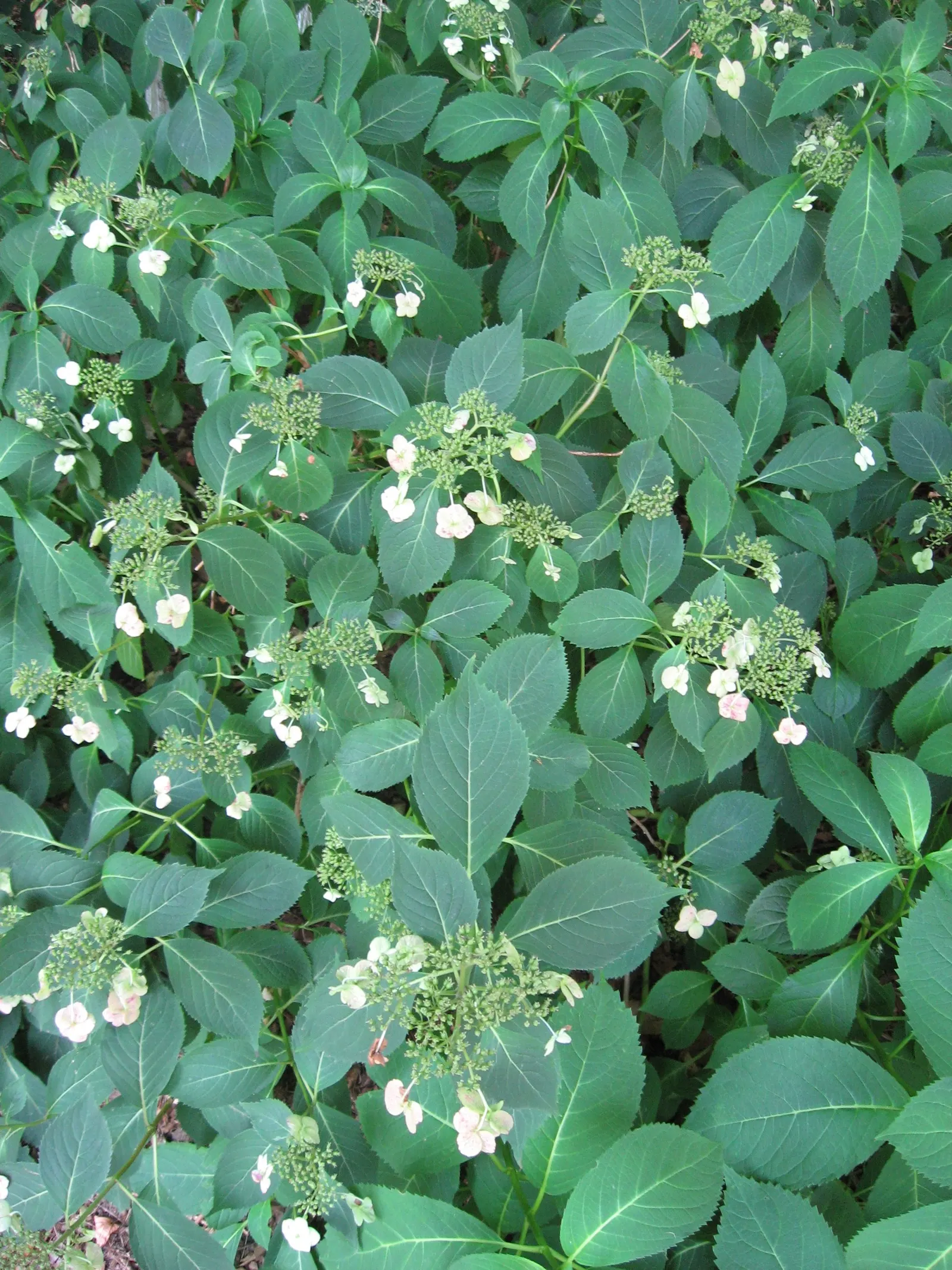 Sawtooth Hydrangea (Hydrangea Serrata) — scientifically known as Hydrangea serrata; ideal for borders or mass plantings, it provides season-long interest and