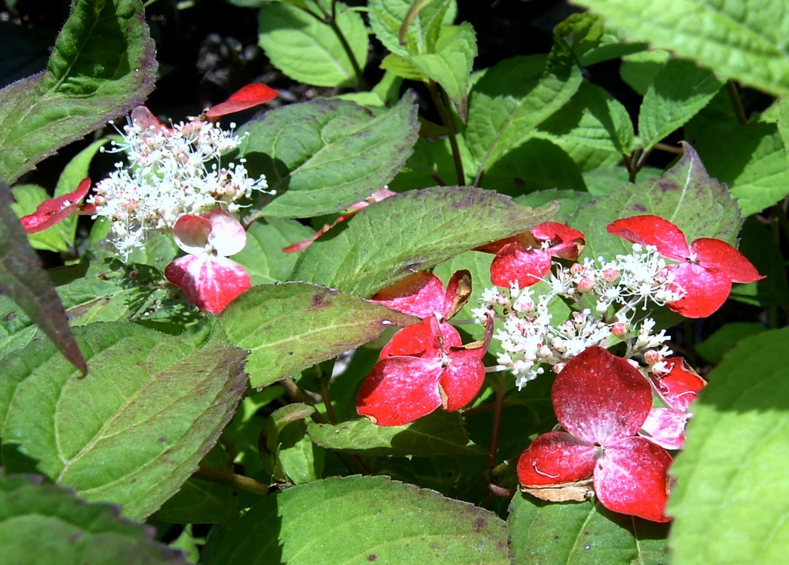 Sawtooth Hydrangea (Hydrangea Serrata) — Pruning in late winter or early spring encourages vibrant new growth and a robust flowering display; ideal, image 81