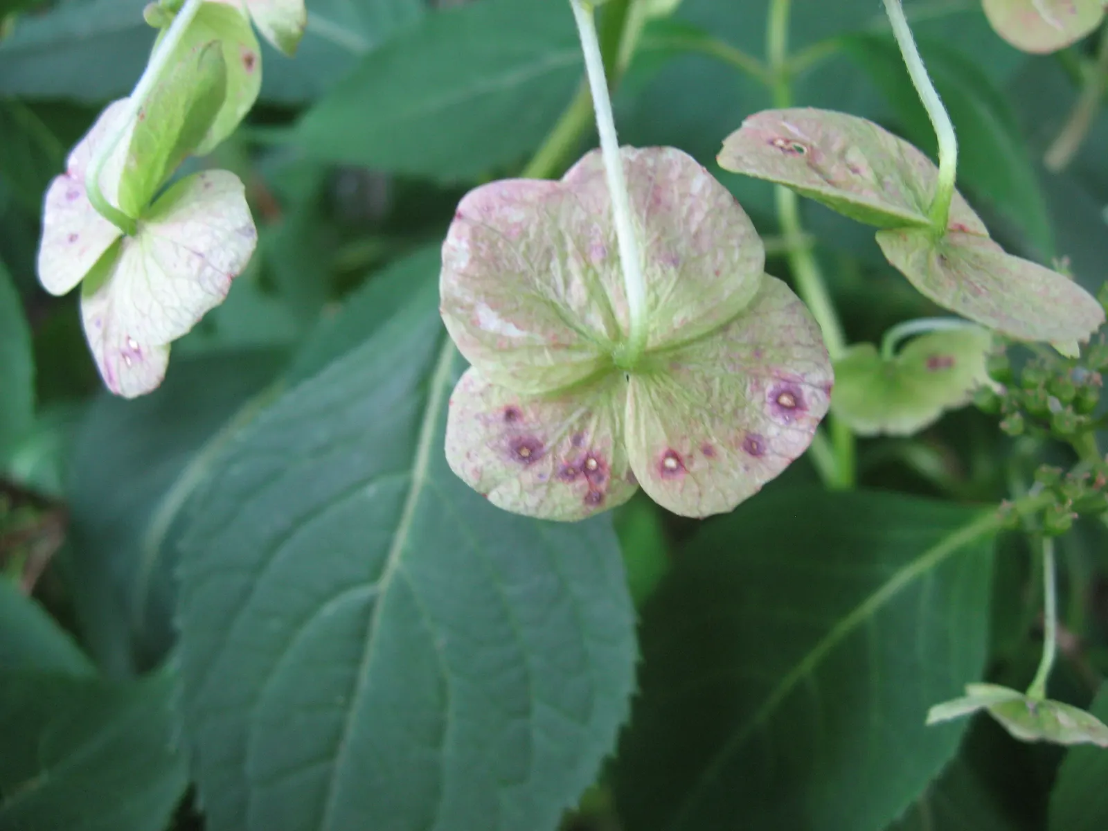 Sawtooth Hydrangea (Hydrangea Serrata) — Blooms predominantly take on a soft blue or pink hue; ideal for borders or mass plantings, it provides, image 73