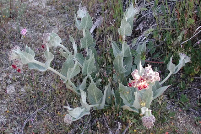 California Milkweed (Asclepias Californica) — It features oblong leaves and clusters of small, purple-tinged, star-shaped flowers that bloom, image 25