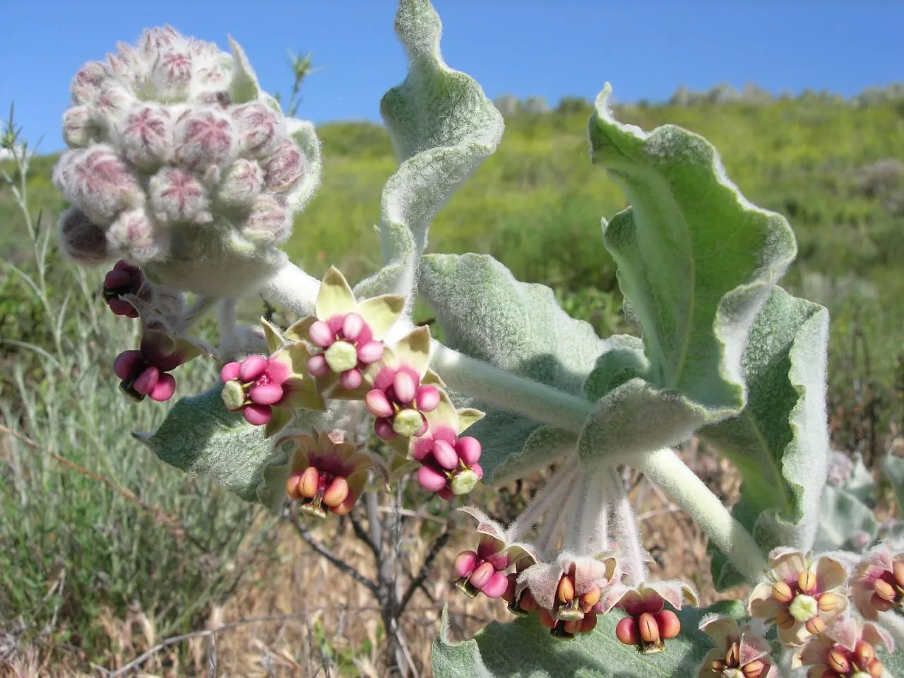 California Milkweed (Asclepias Californica) — aligning with xeriscaping principles and California's often arid conditions