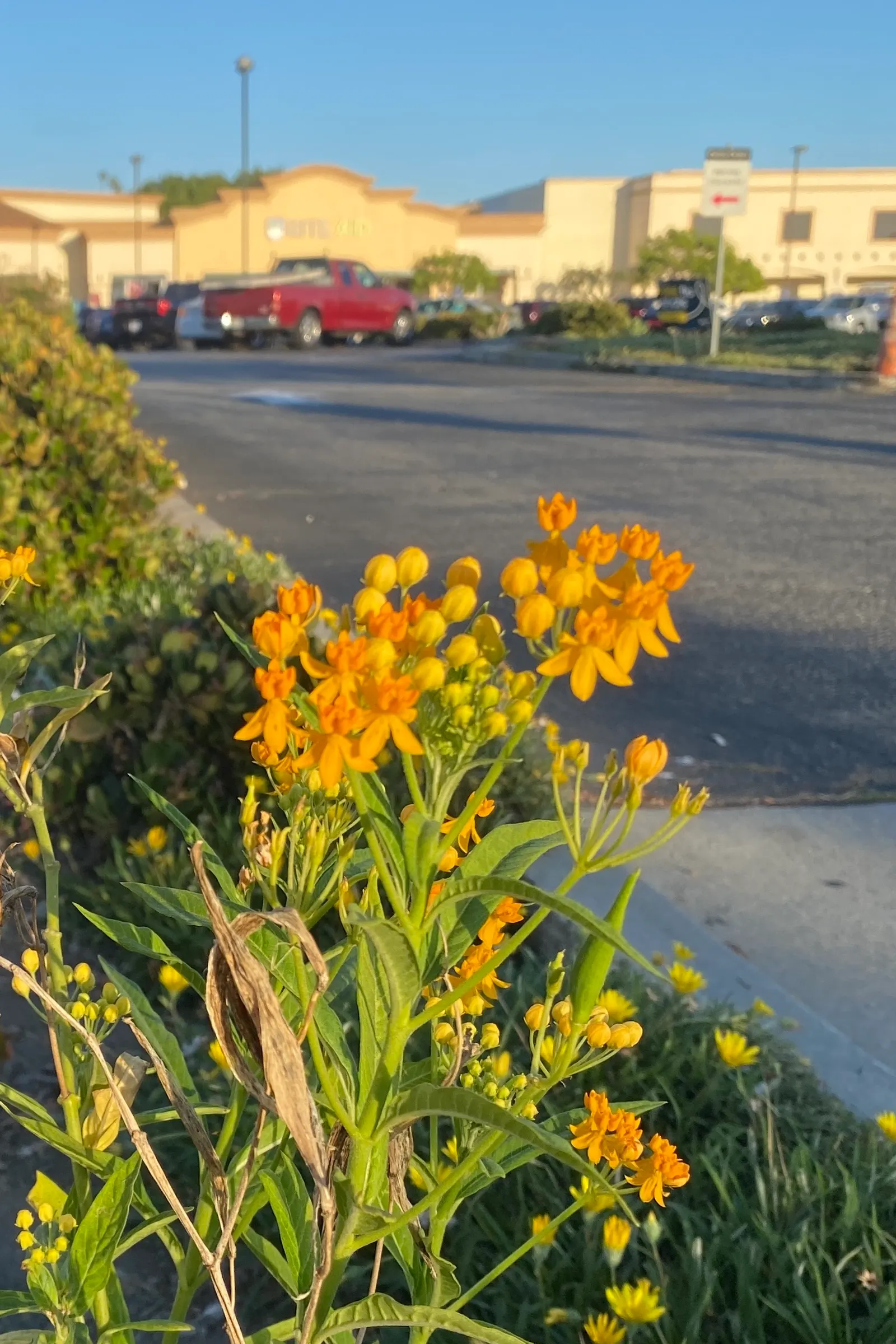 California Milkweed (Asclepias Californica) — more commonly known as California Milkweed