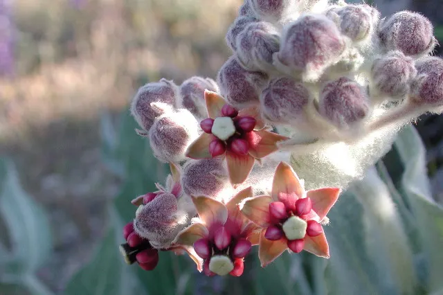 California Milkweed (Asclepias Californica) — is a perennial native to California and thrives in USDA zones 7-10; spanning 4 to 8 inches long