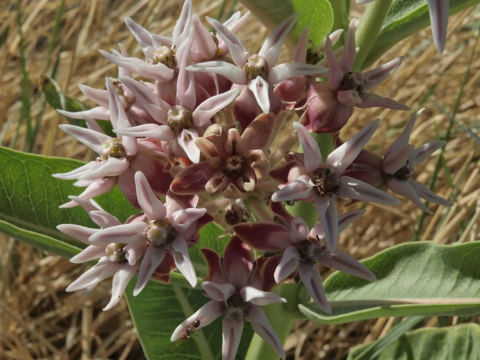 California Milkweed (Asclepias Californica) — This species is particularly celebrated for its role as a host plant for the Monarch butterfly