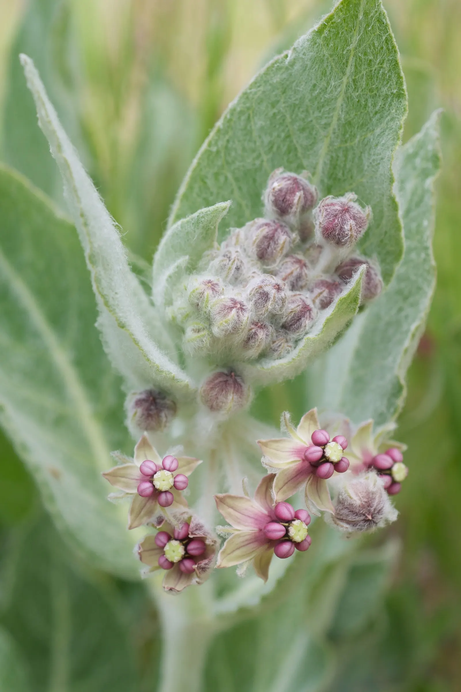 California Milkweed (Asclepias Californica) — Each blossom is a delicate palette of deep purples and rich mauves adorned with a star-like structure