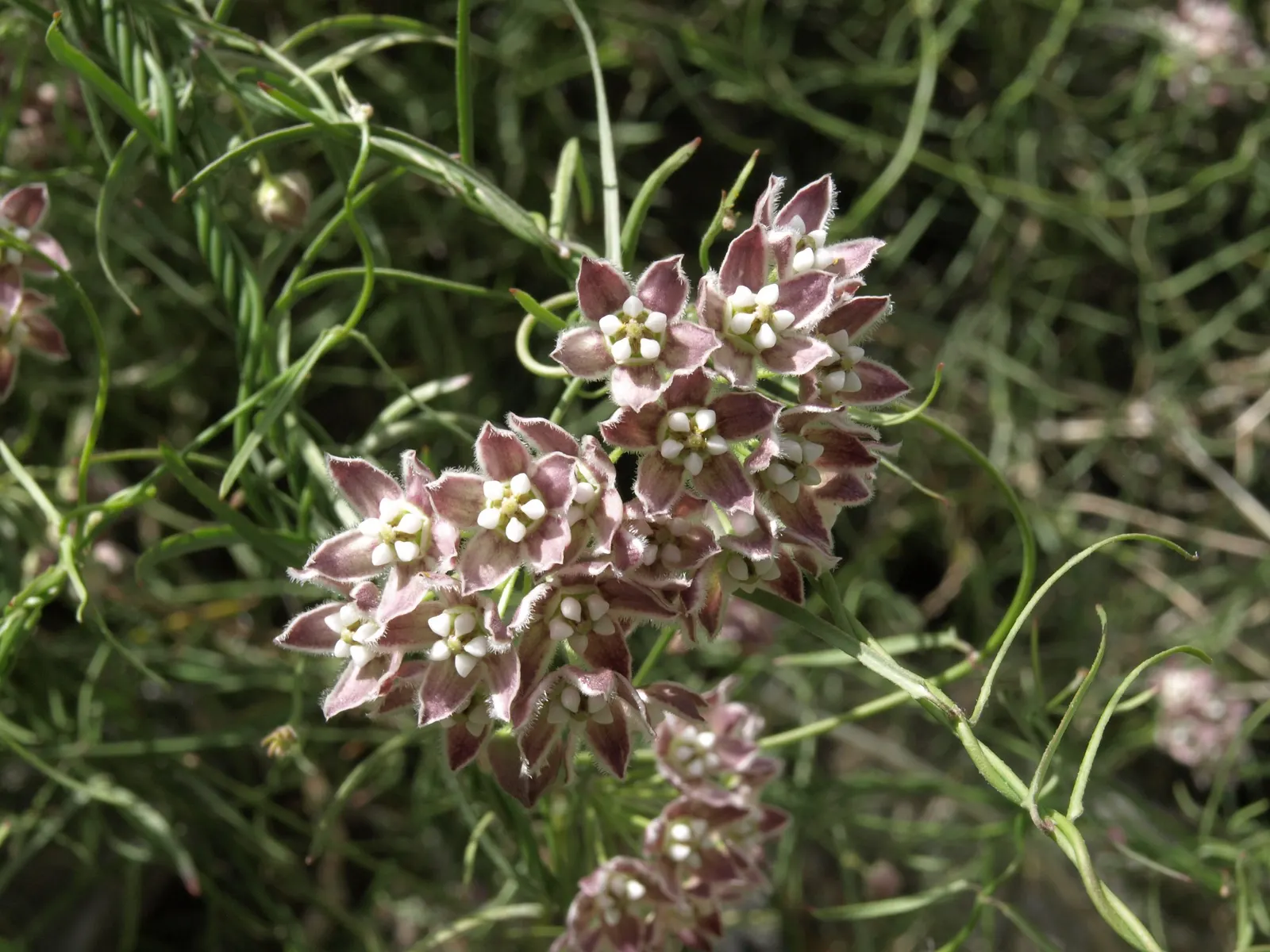 California Milkweed (Asclepias Californica) — The plant typically stands at about 1.5 to 2 feet in height