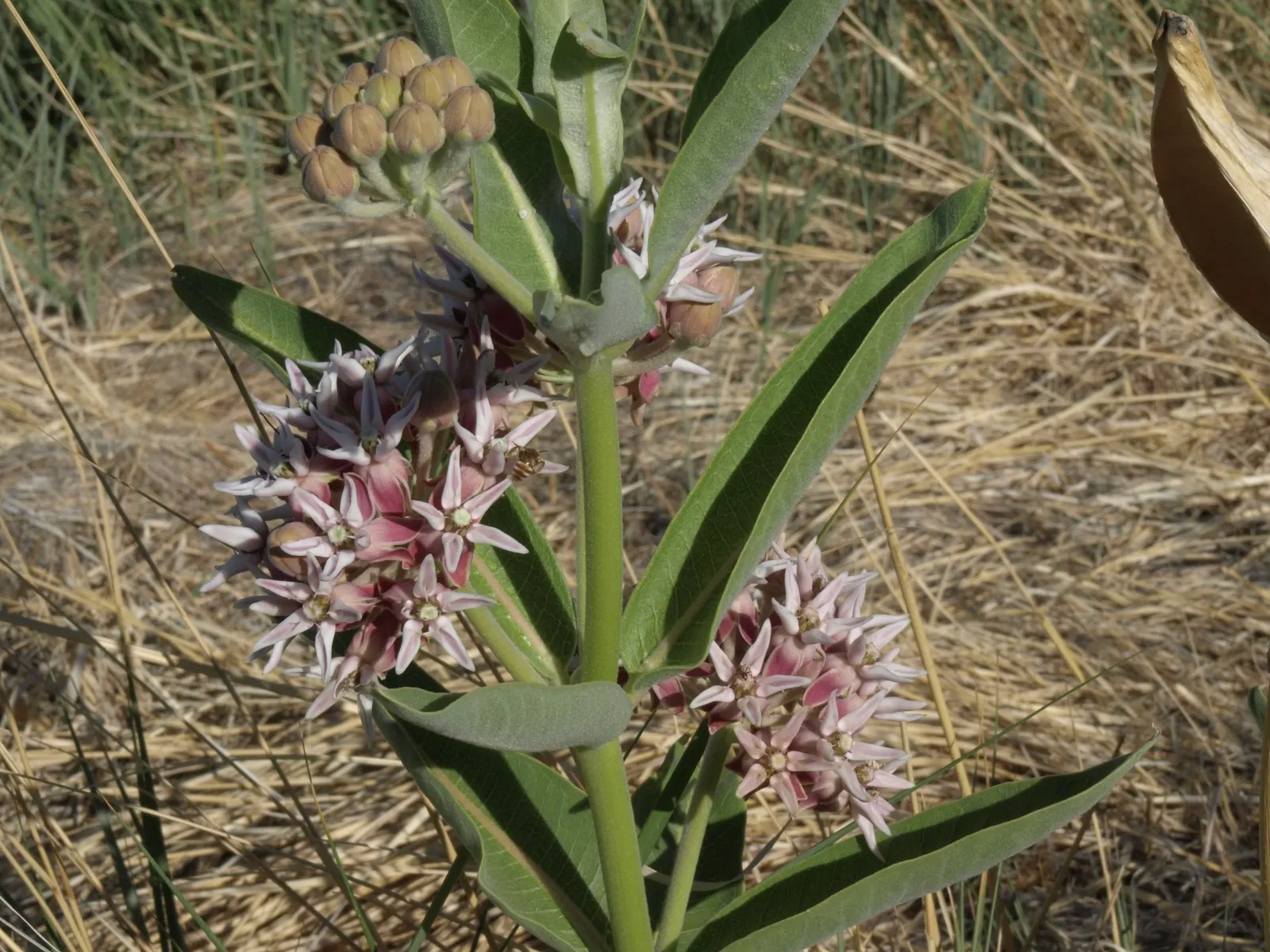 California Milkweed (Asclepias Californica) — commonly known as California Milkweed