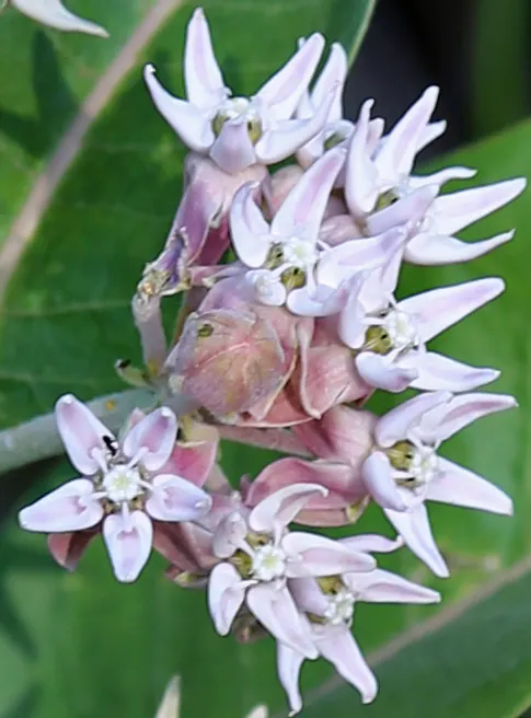 California Milkweed (Asclepias Californica) — is an essential perennial native to the Golden State; is a perennial native to California and thrives in USDA