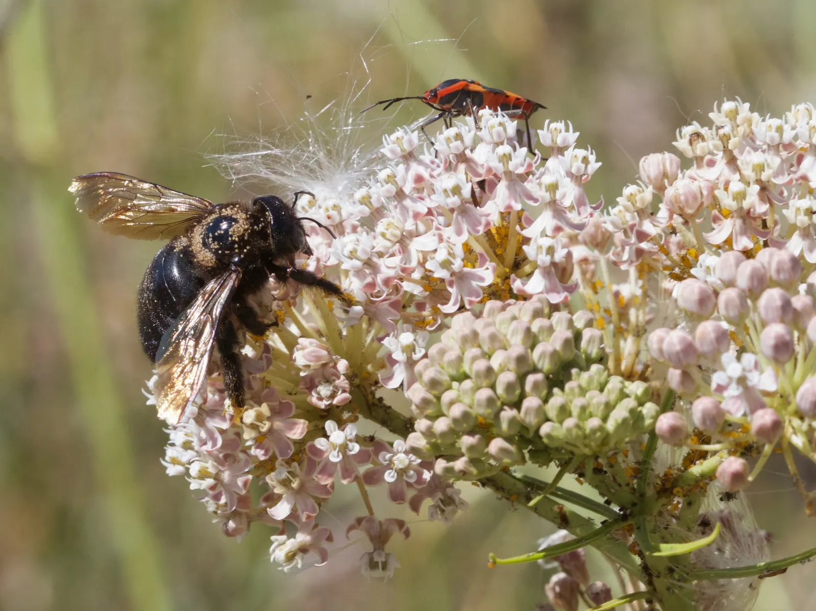 California Milkweed (Asclepias Californica) — It features oblong leaves and clusters of small, purple-tinged, star-shaped flowers that bloom April-July