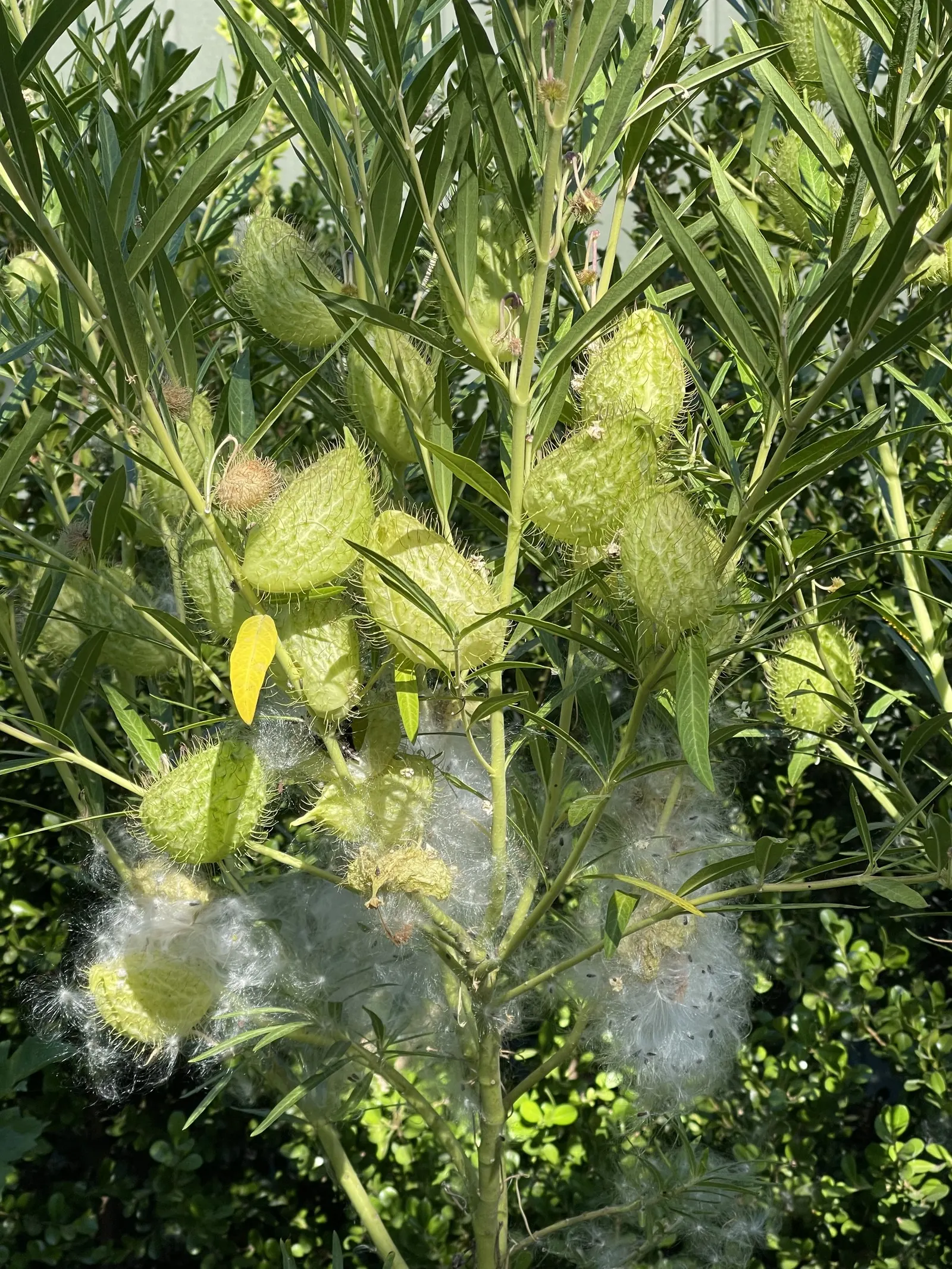 California Milkweed (Asclepias Californica) — perennial with white blooms