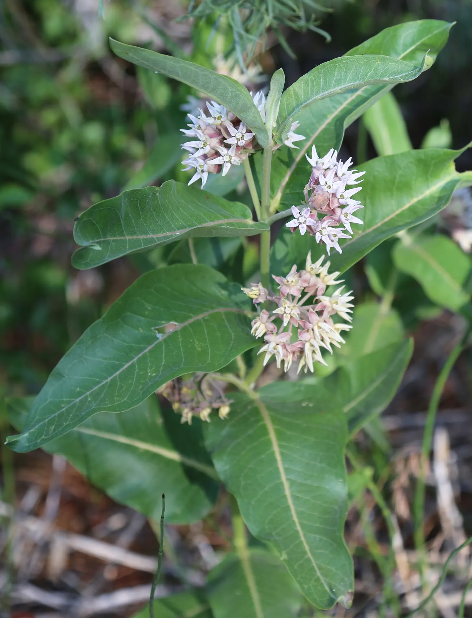 California Milkweed (Asclepias Californica) — It's a vital host plant for Monarch butterflies, providing essential nectar and habitat for their larvae; the