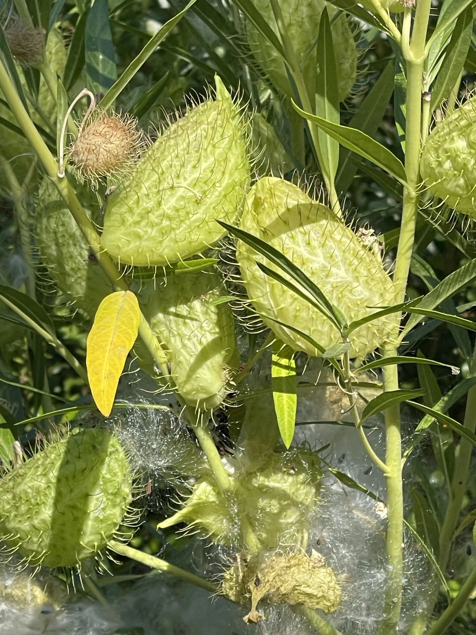 California Milkweed (Asclepias Californica) — this drought-resistant milkweed prefers full to partial sun exposure