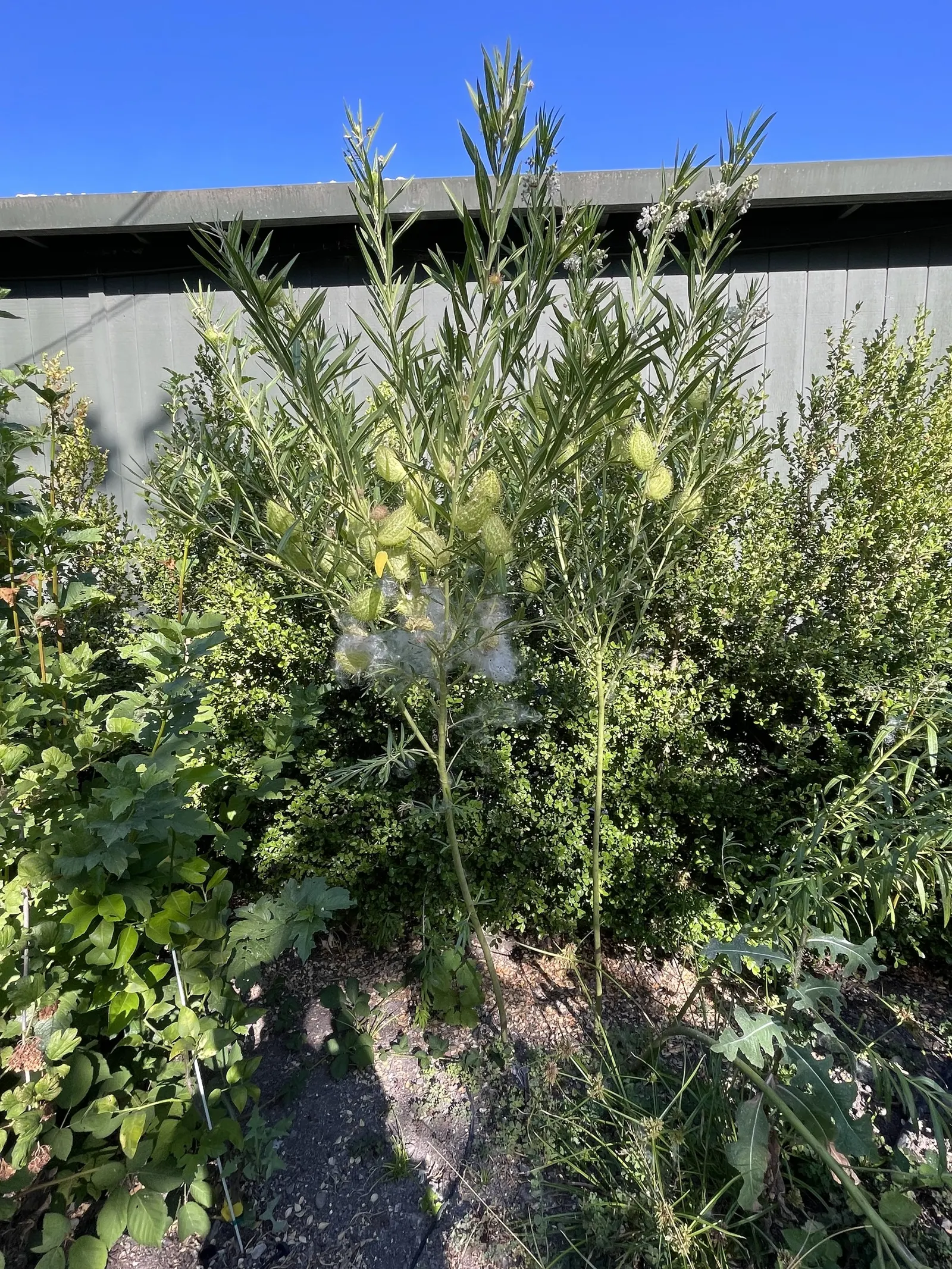 California Milkweed (Asclepias Californica) — well-drained soils and requires minimal water once established