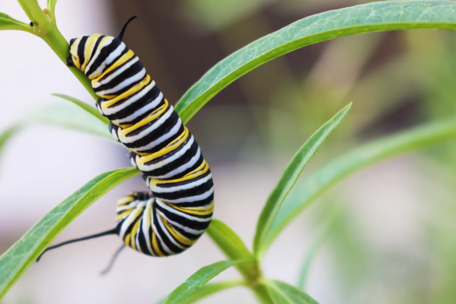 California Milkweed (Asclepias Californica) — adding a touch of elegance to the landscape design.<br><br>Thriving in USDA Hardiness Zones 7-10