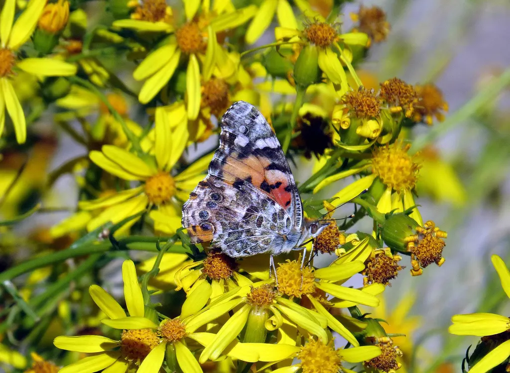 California Milkweed (Asclepias Californica) — presenting in a dusky green hue that complements its surroundings