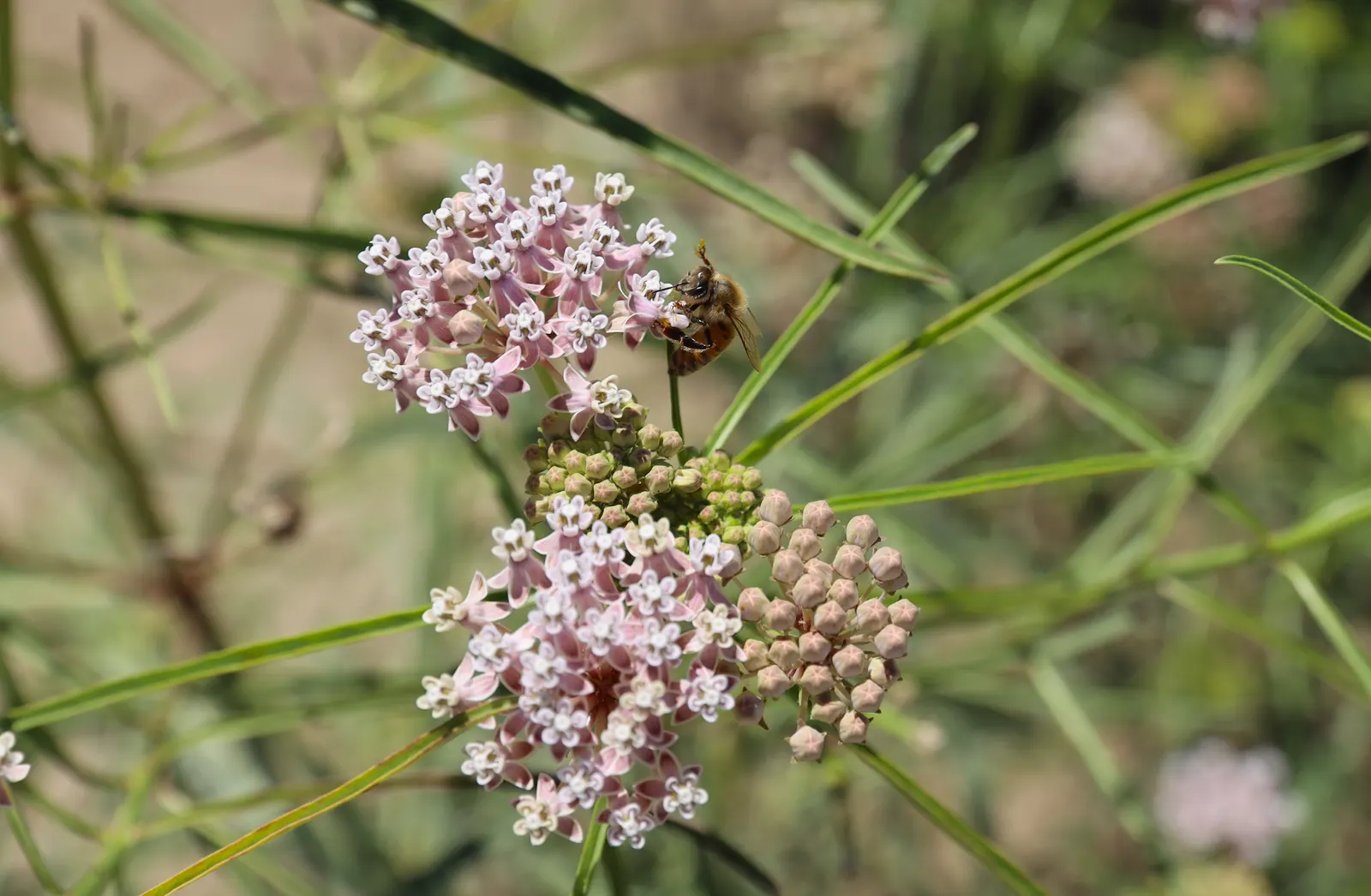 California Milkweed (Asclepias Californica) — providing a crucial habitat for their larvae