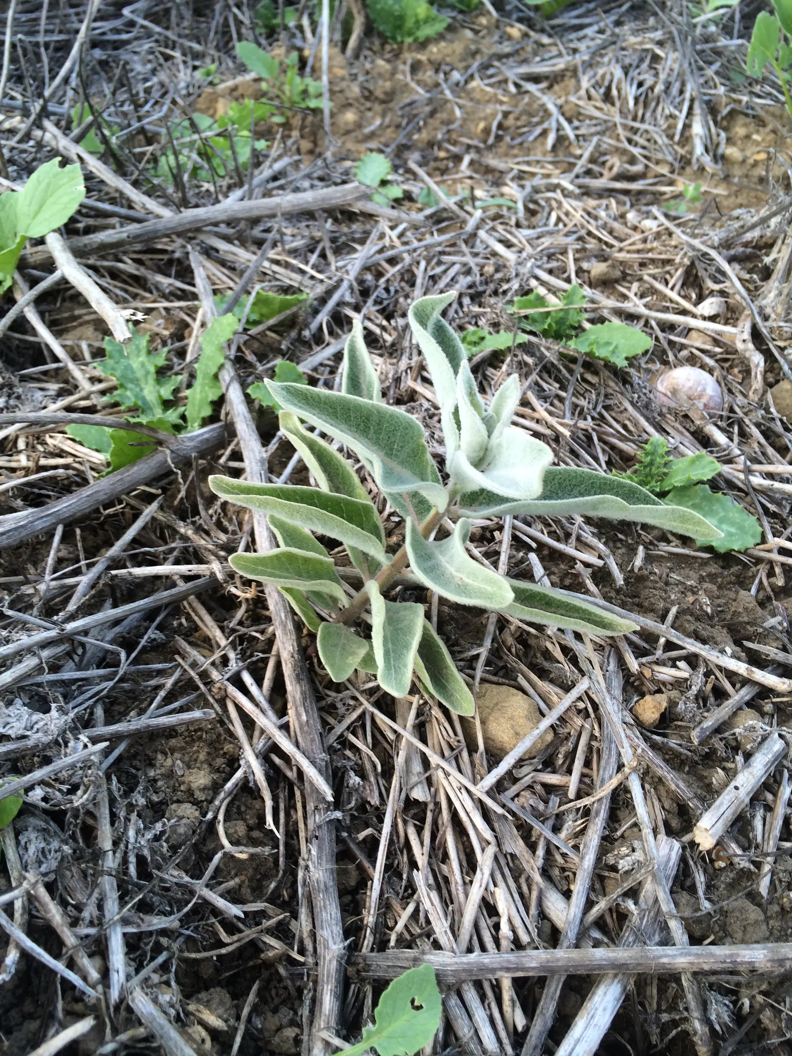 California Milkweed (Asclepias Californica) — It is best suited for dry