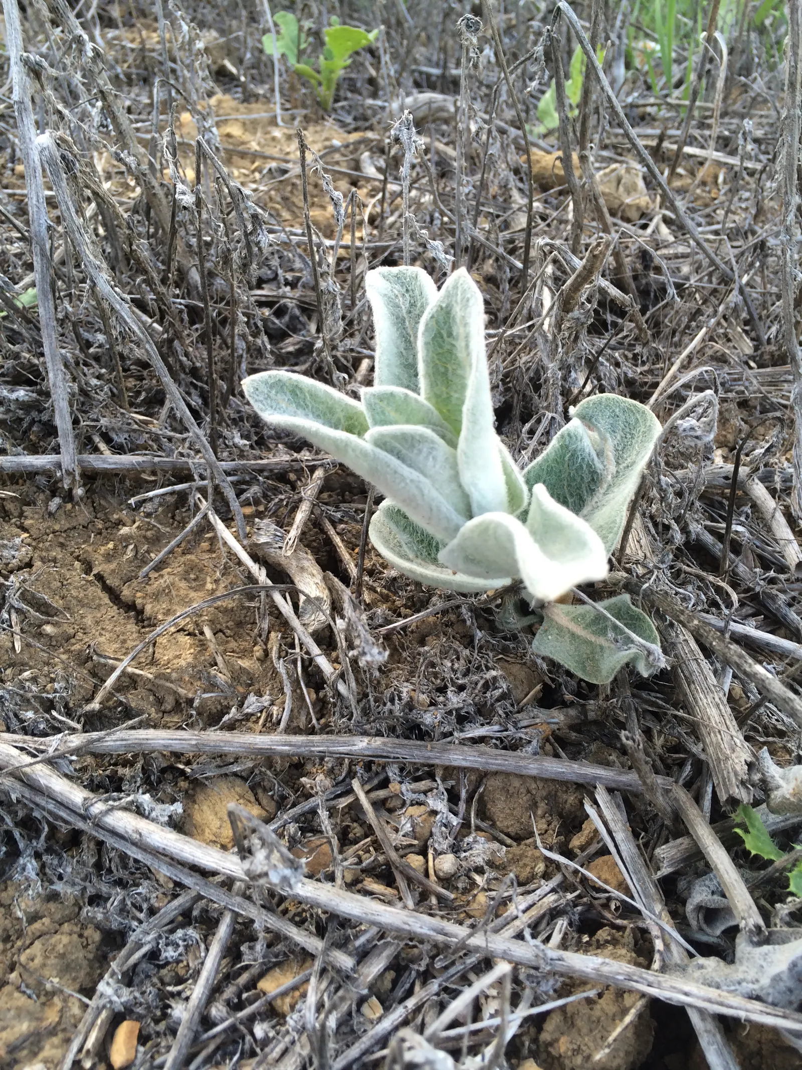 California Milkweed (Asclepias Californica) — It's a vital host plant for Monarch butterflies, providing essential nectar and habitat for their larvae