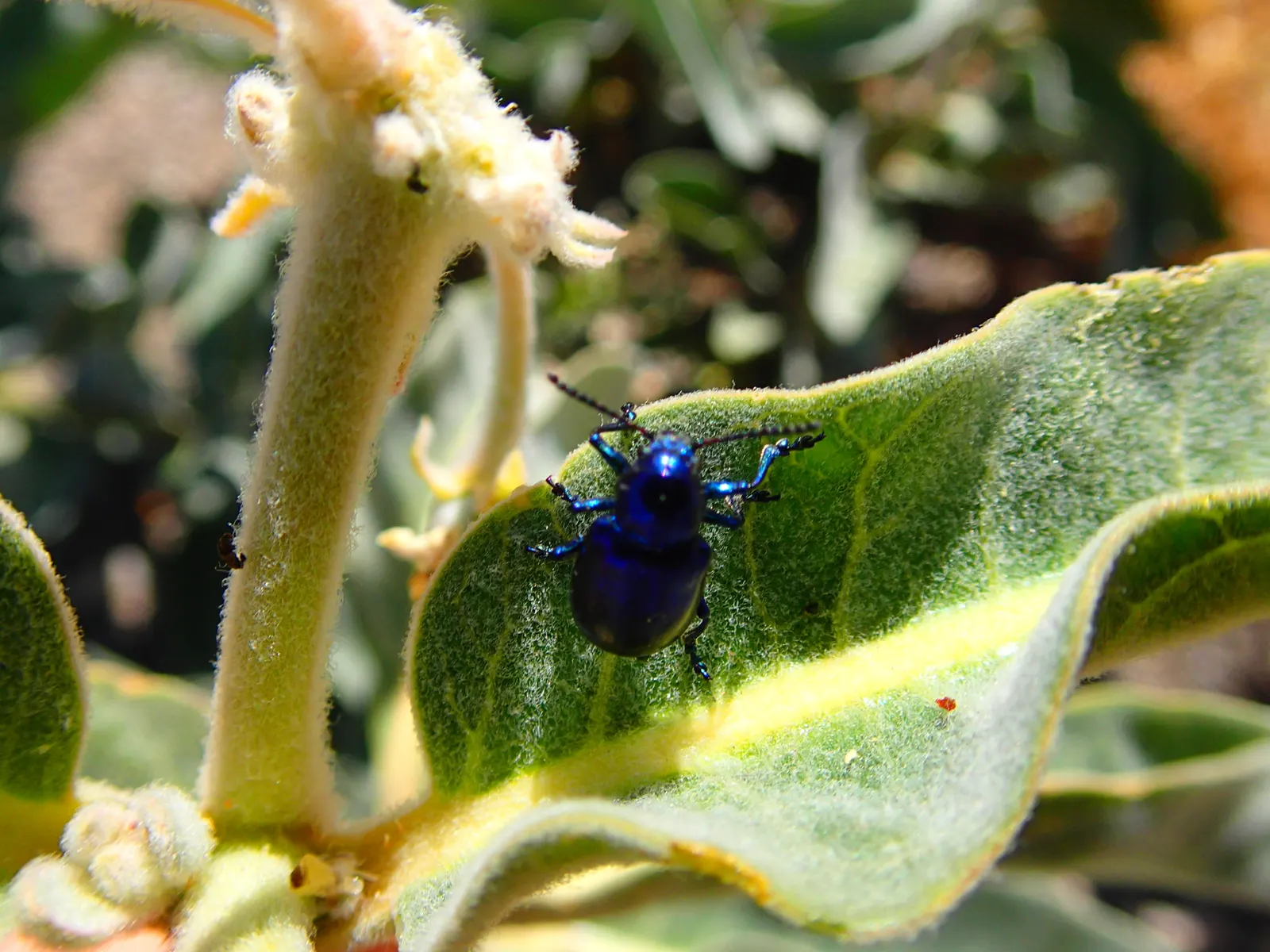 California Milkweed (Asclepias Californica) — This drought-tolerant species prefers full sun and well-drained soils, growing 1.5-2 feet tall; it features