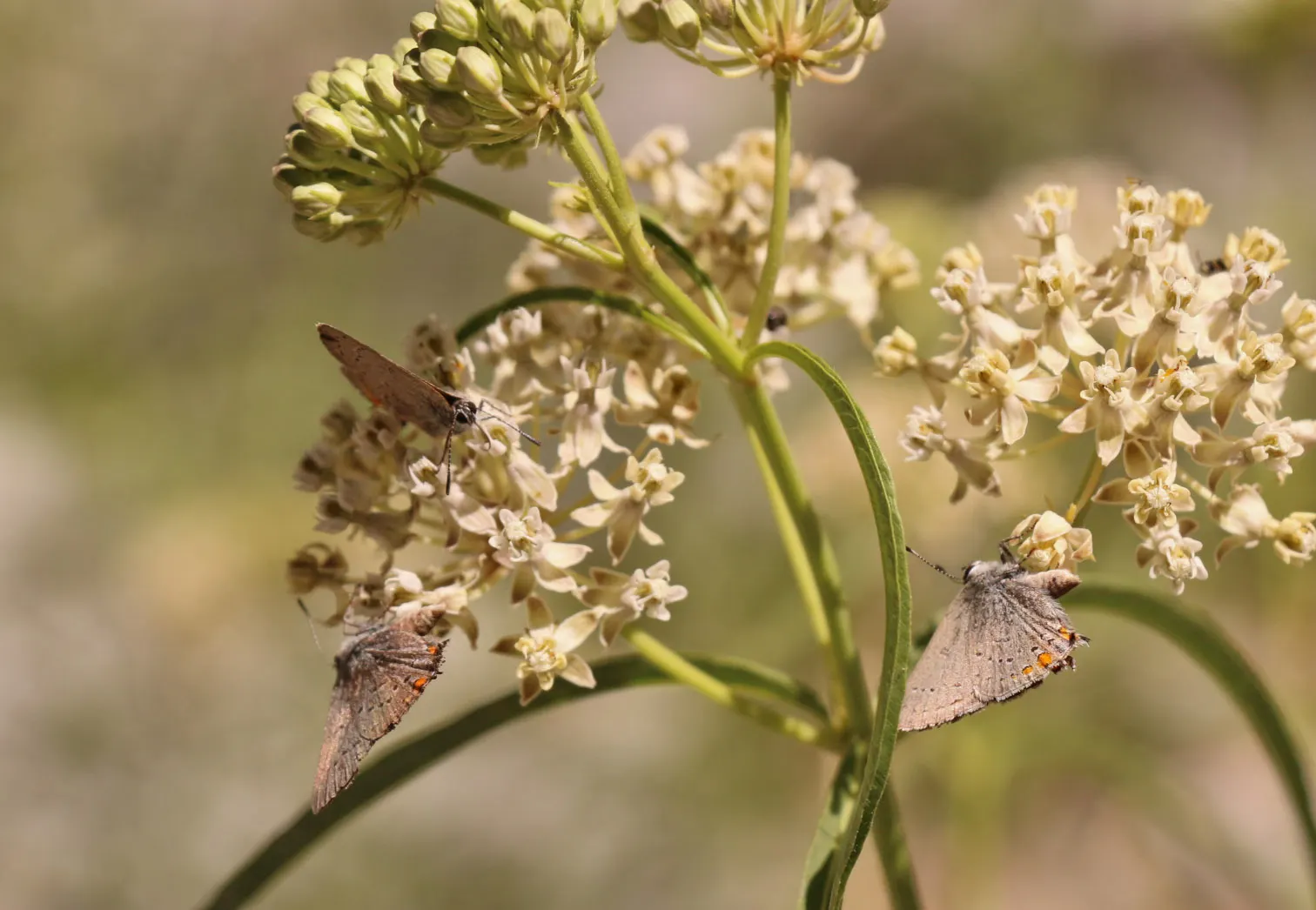 California Milkweed (Asclepias Californica) — is a perennial native to California and thrives in USDA zones 7-10