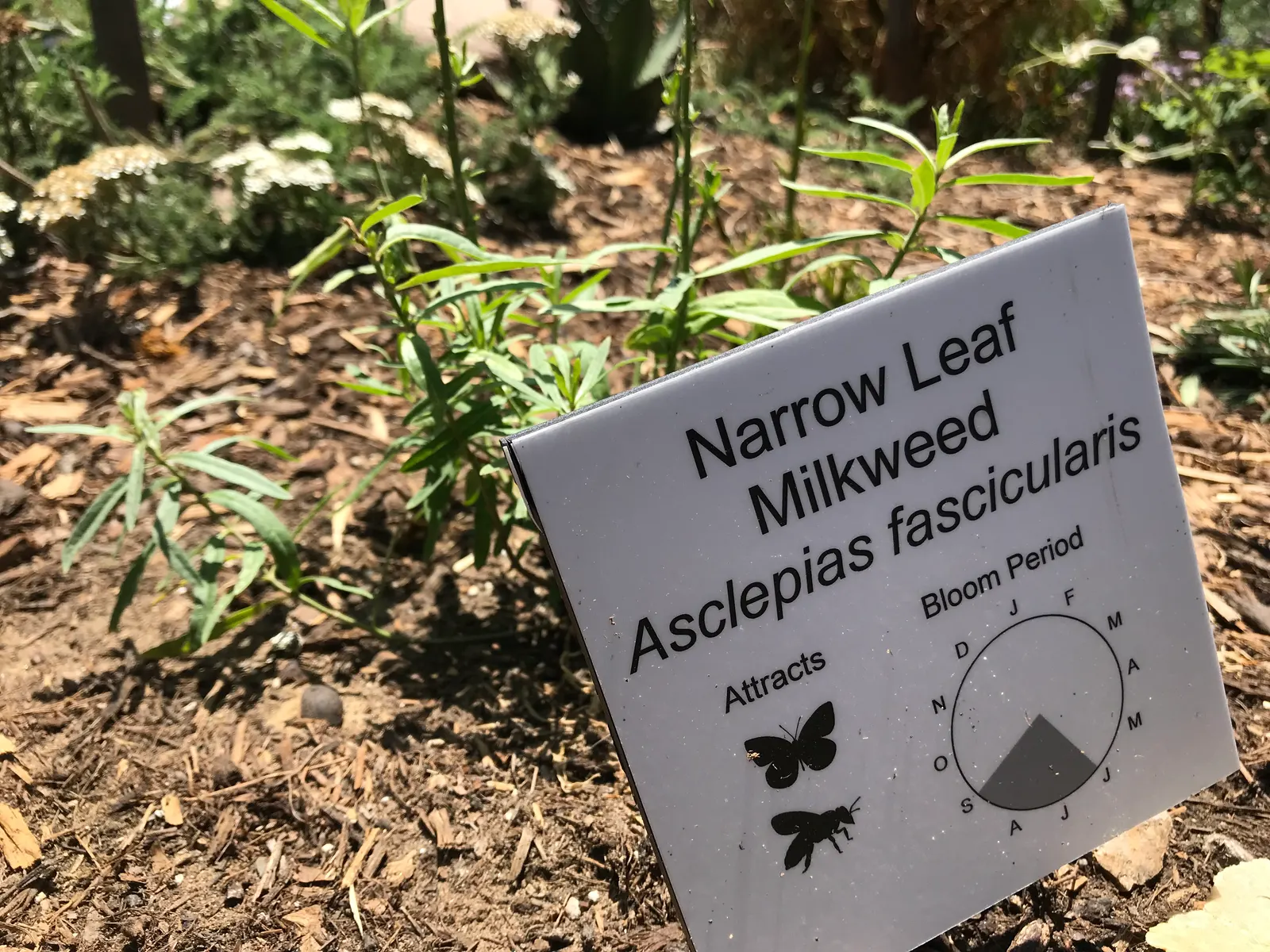 California Milkweed (Asclepias Californica) — is an essential perennial native to the Golden State