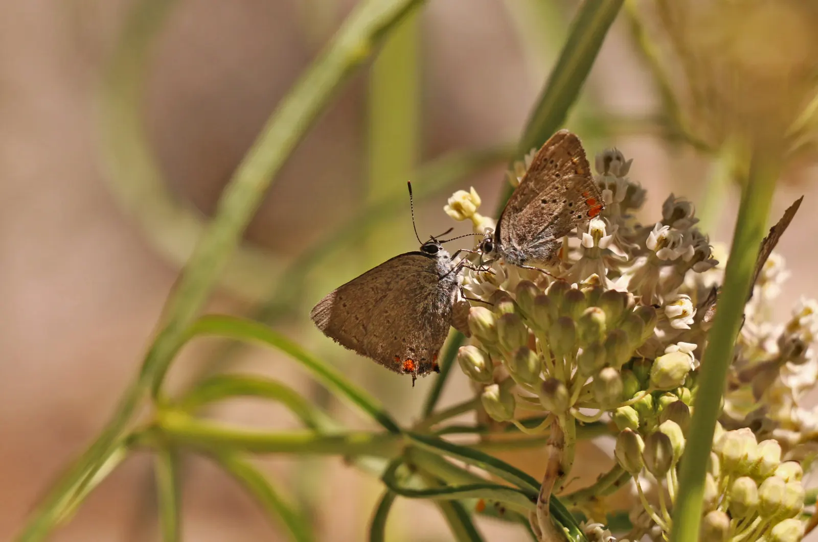 California Milkweed (Asclepias Californica) — This drought-tolerant species prefers full sun and well-drained soils, growing 1.5-2 feet tall
