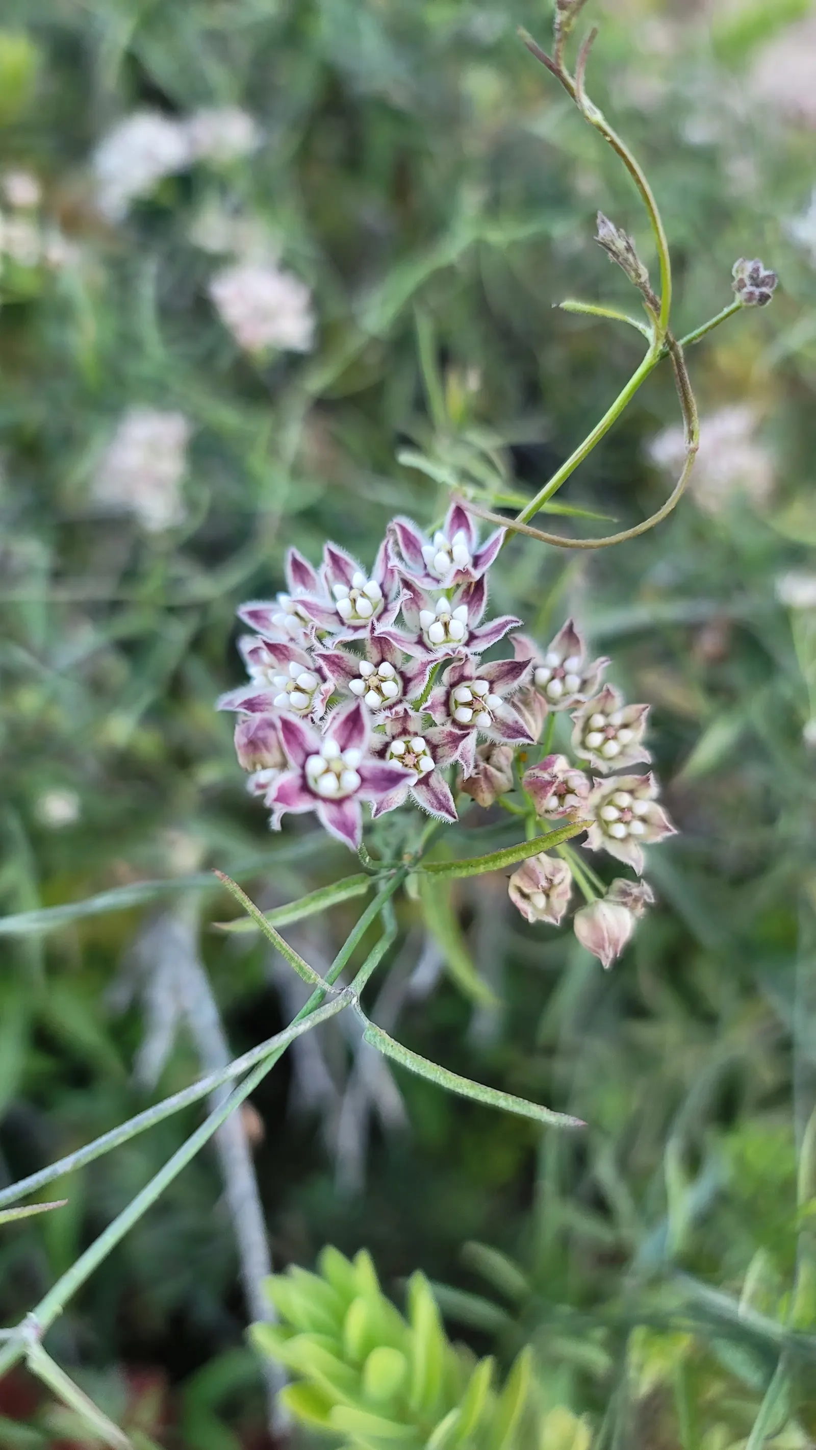 California Milkweed (Asclepias Californica) — white flowers in the garden
