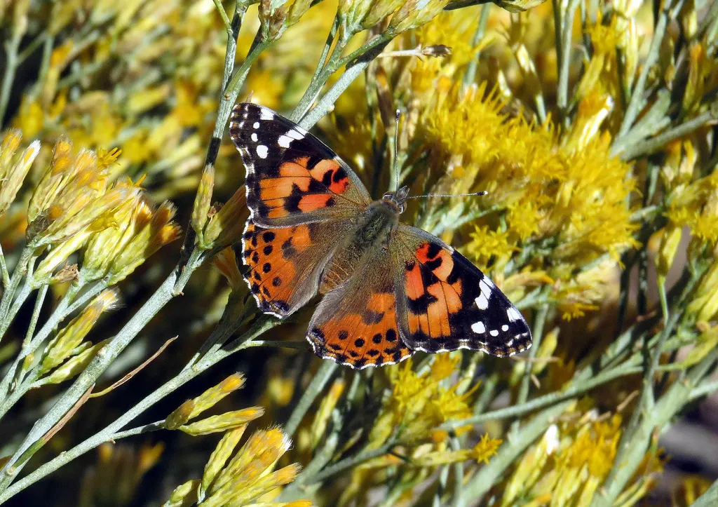 California Milkweed (Asclepias Californica) — spanning 4 to 8 inches long