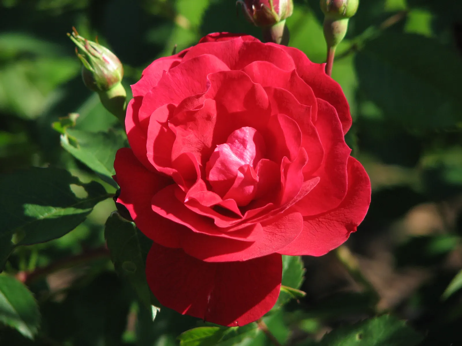 Adelaide Hoodless Rose (Rosa 'Adelaide Hoodless') — It reaches 3-5 feet high and spreads 3-4 feet