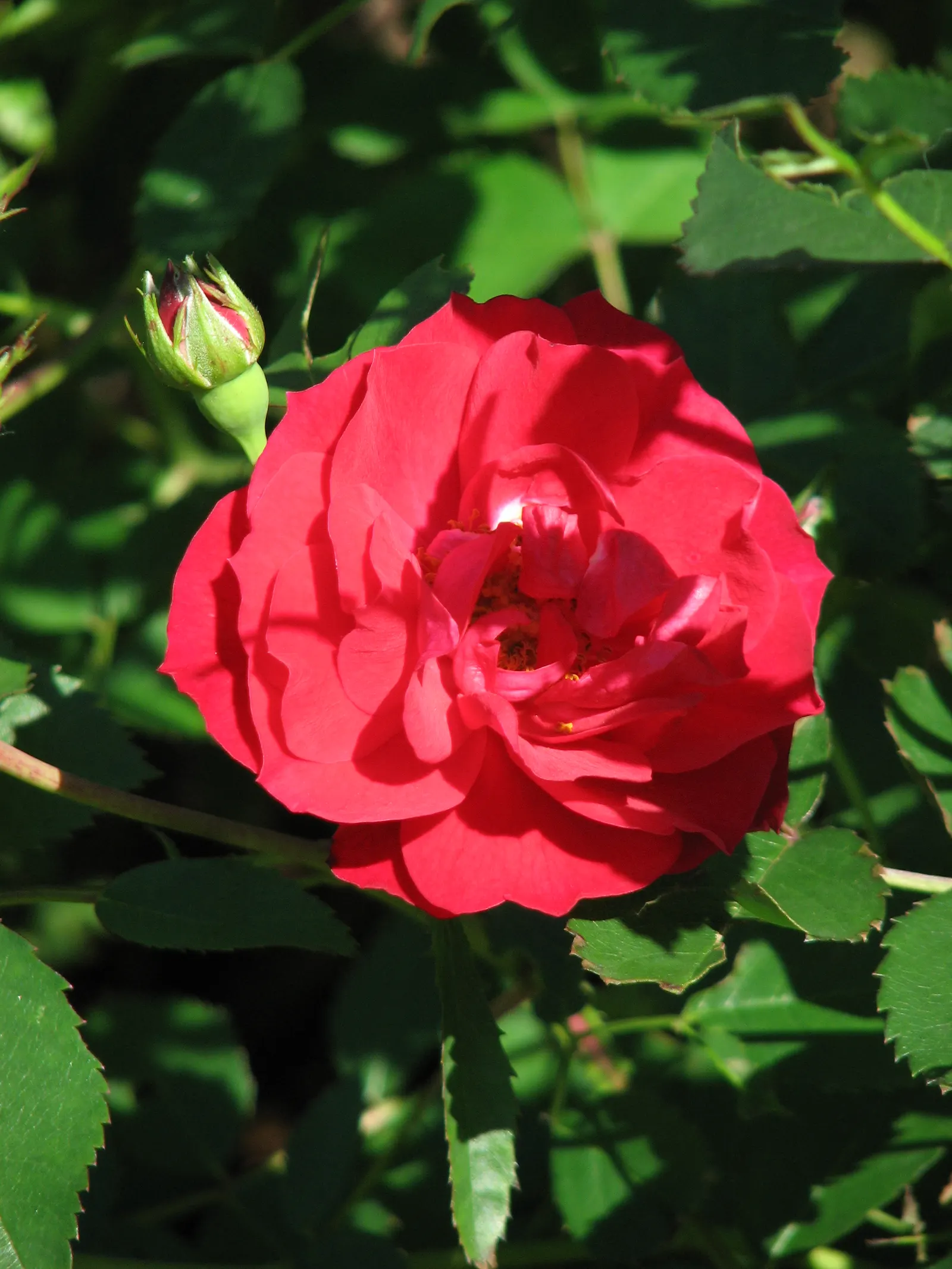 Adelaide Hoodless Rose (Rosa 'Adelaide Hoodless') — This deciduous variety blooms prolifically in late spring to fall