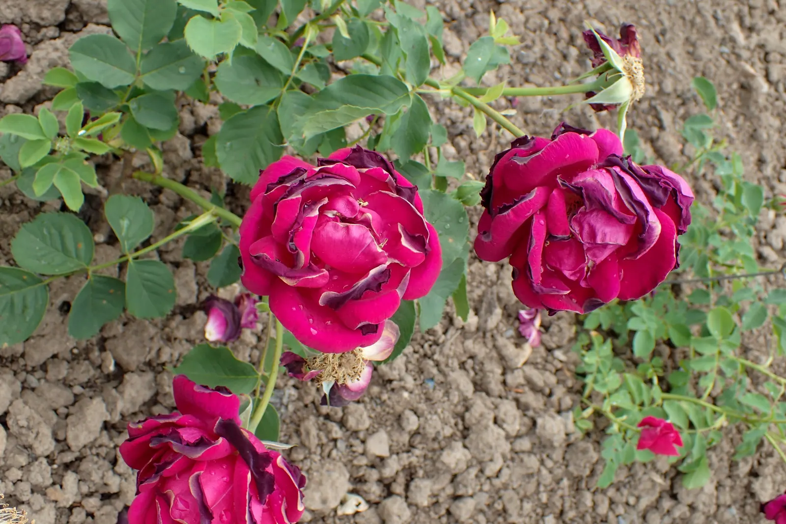 Adelaide Hoodless Rose (Rosa 'Adelaide Hoodless') — The Rosa 'Adelaide Hoodless', commonly known as Adelaide Hoodless Rose, is a robust, winter-hardy shrub rose