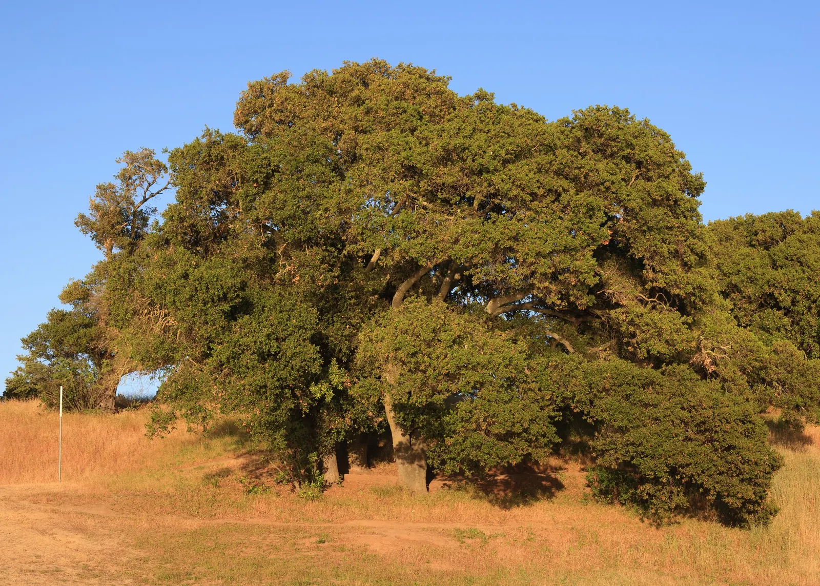 Valley Oak (Quercus Lobata) — rich green leaves that turn gold to yellow-brown in the fall; which later yield to acorns that are often a food source for local