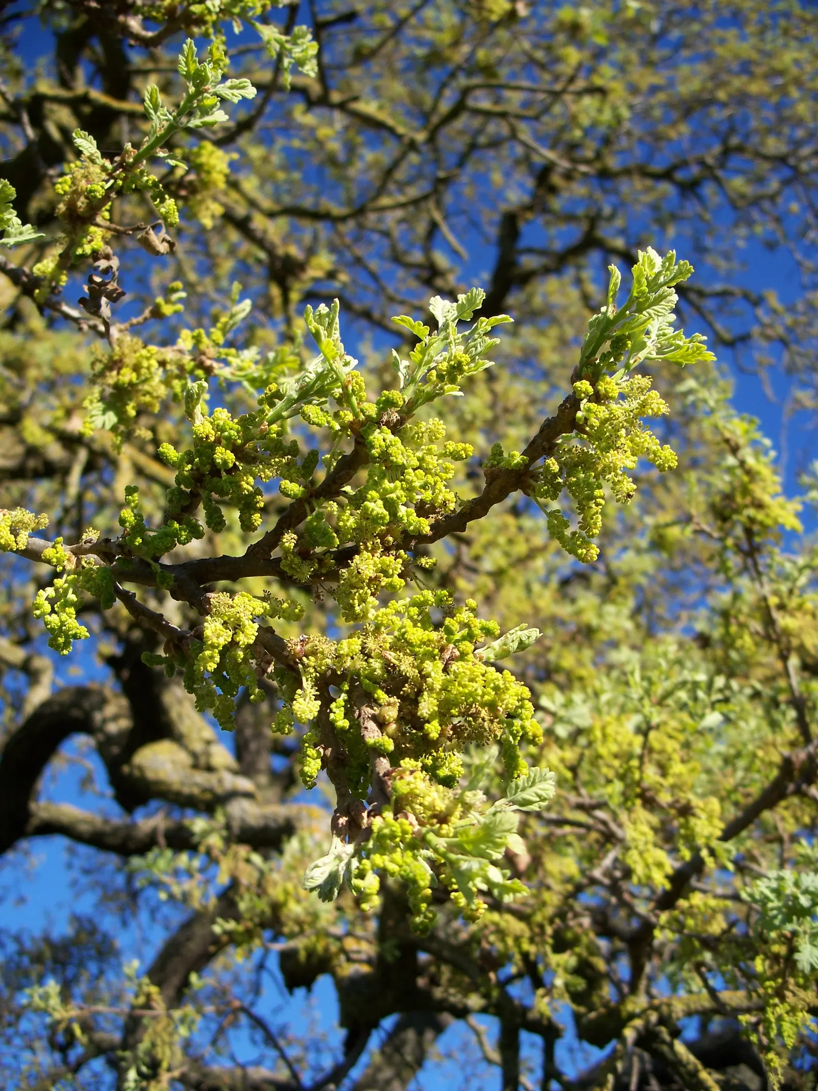 Valley Oak (Quercus Lobata) — This deciduous giant can reach heights of 70 ft with a 100 ft spread; with the tree's deep taproot system delving far into the
