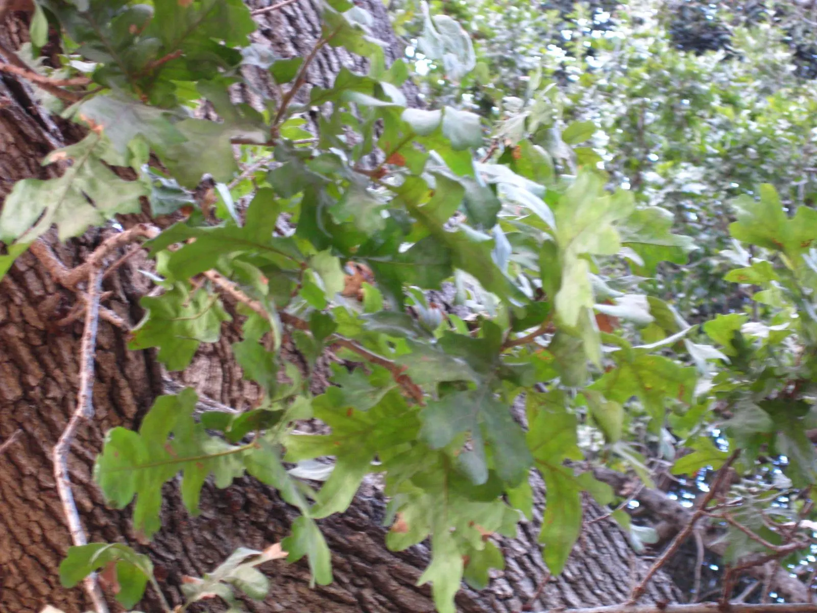 Valley Oak (Quercus Lobata) — with the tree's deep taproot system delving far into the soil.<br><br>Valley Oaks showcase deeply lobed; this California native