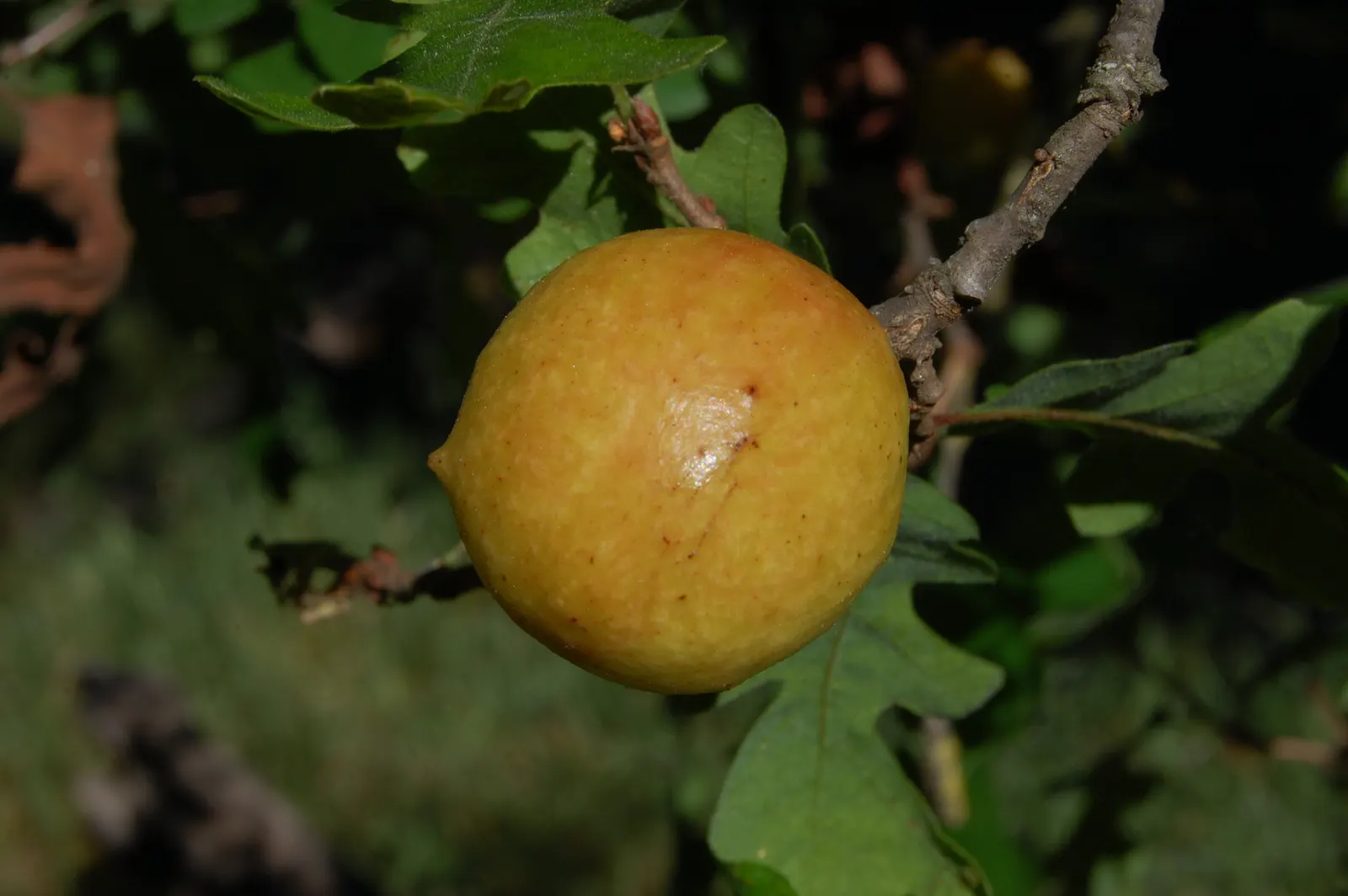 Valley Oak (Quercus Lobata) — it produces yellow-green catkins