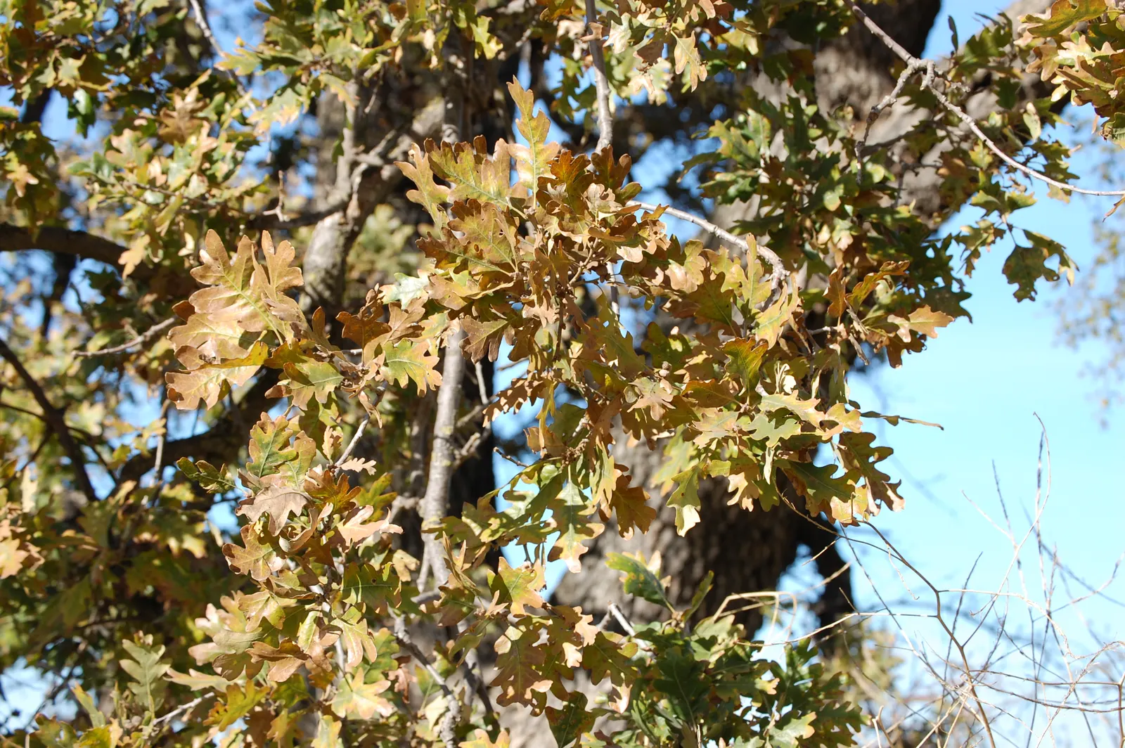 Valley Oak (Quercus Lobata) — This deciduous giant can reach heights of 70 ft with a 100 ft spread