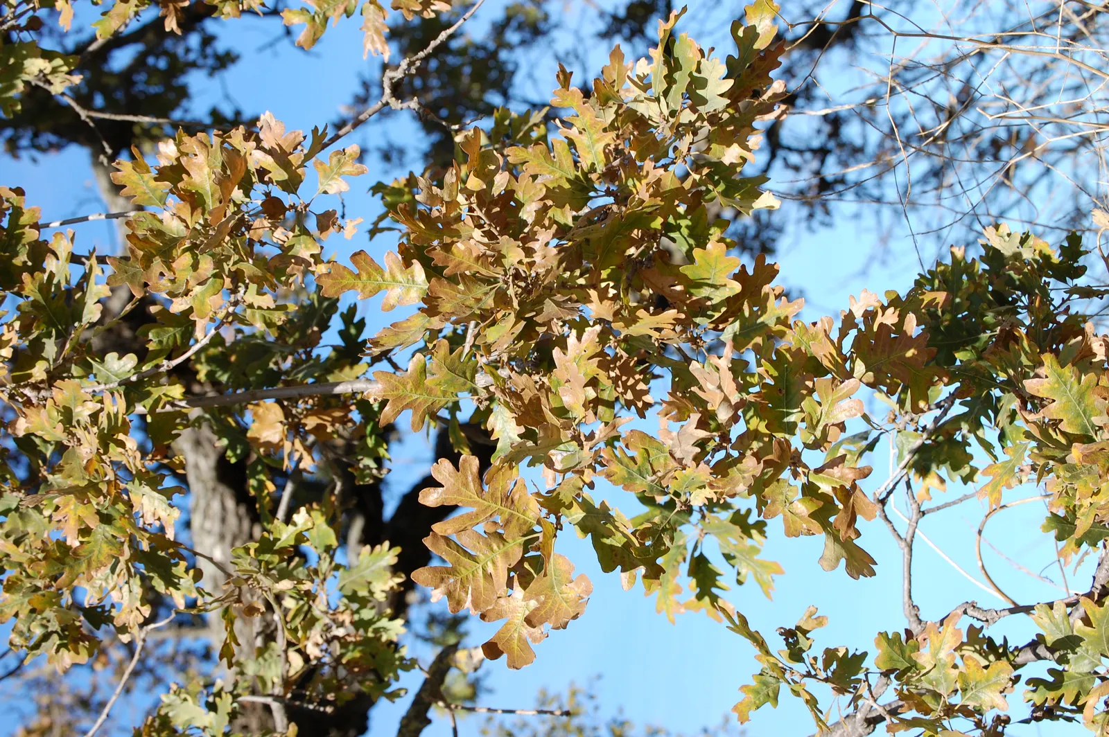 Valley Oak (Quercus Lobata) — Its deeply lobed leaves offer lush summer greenery, turning gold in fall