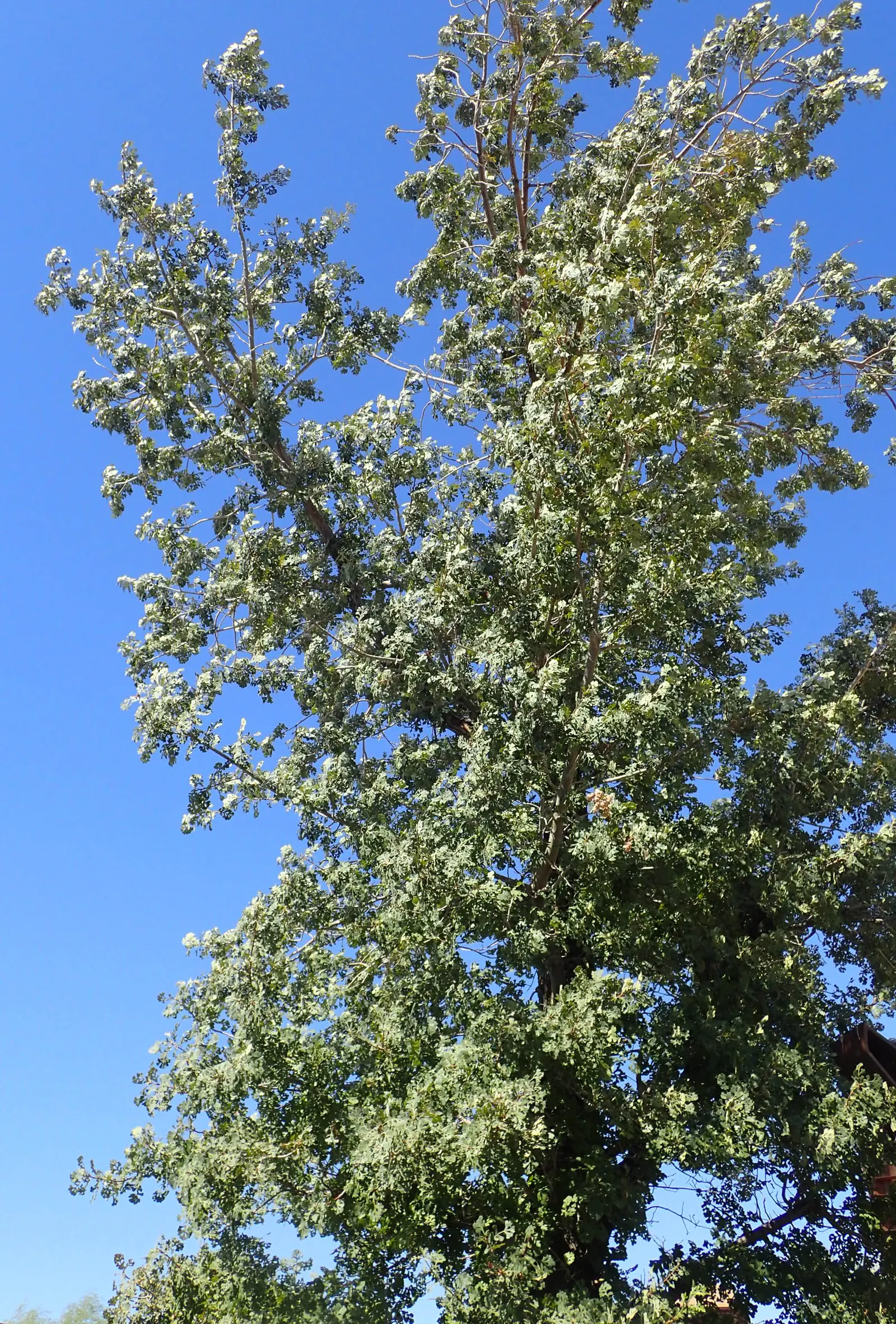 Valley Oak (Quercus Lobata) — When incorporating Quercus lobata into a garden design