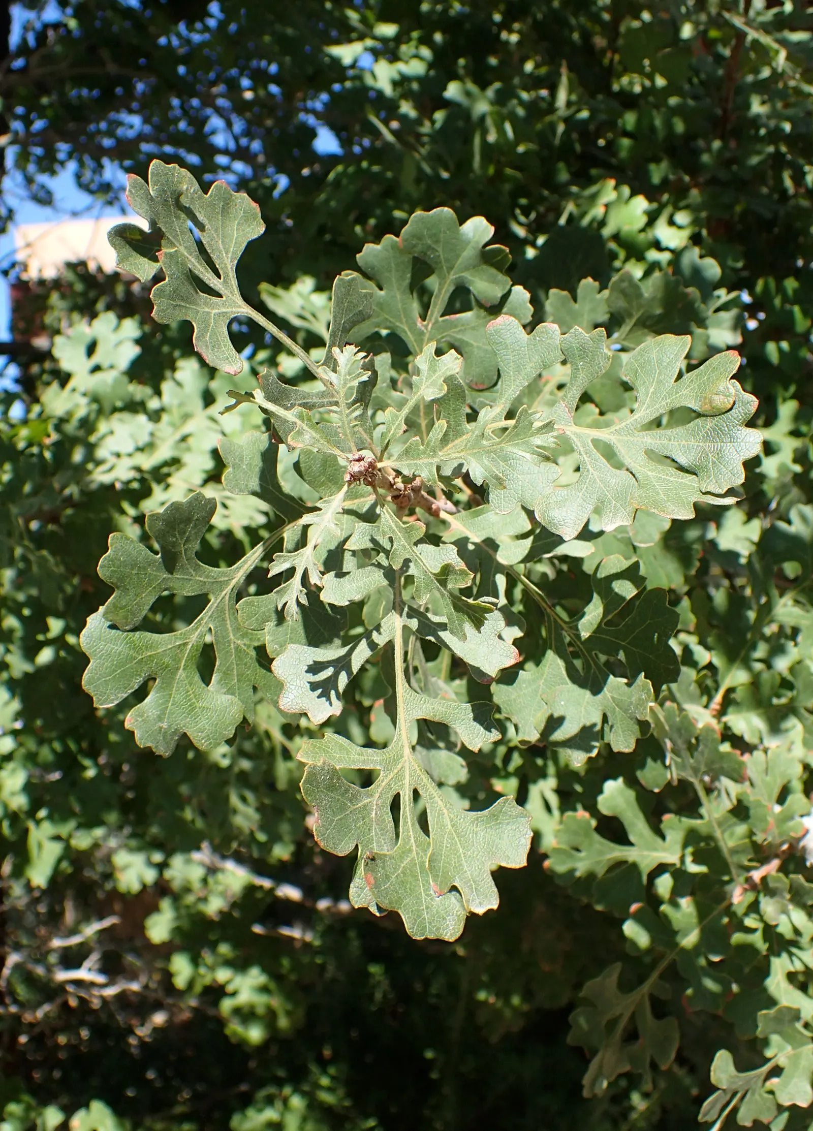 Valley Oak (Quercus Lobata) — although they are drought-tolerant once established.<br><br>With a hardiness in USDA zones 7 through 11