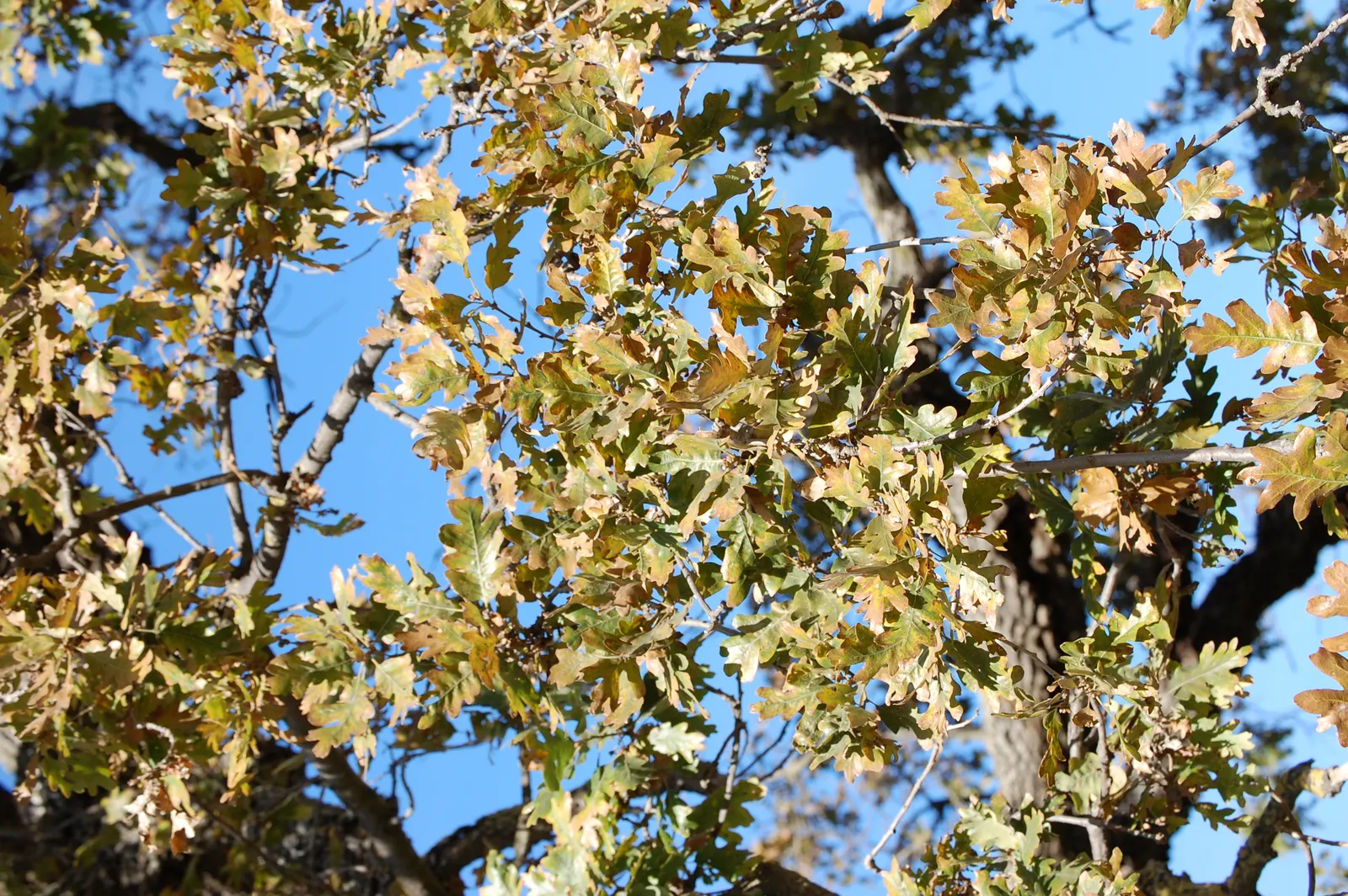 Valley Oak (Quercus Lobata) — Water-wise, it's drought-tolerant once established, embodying resilience and natural beauty