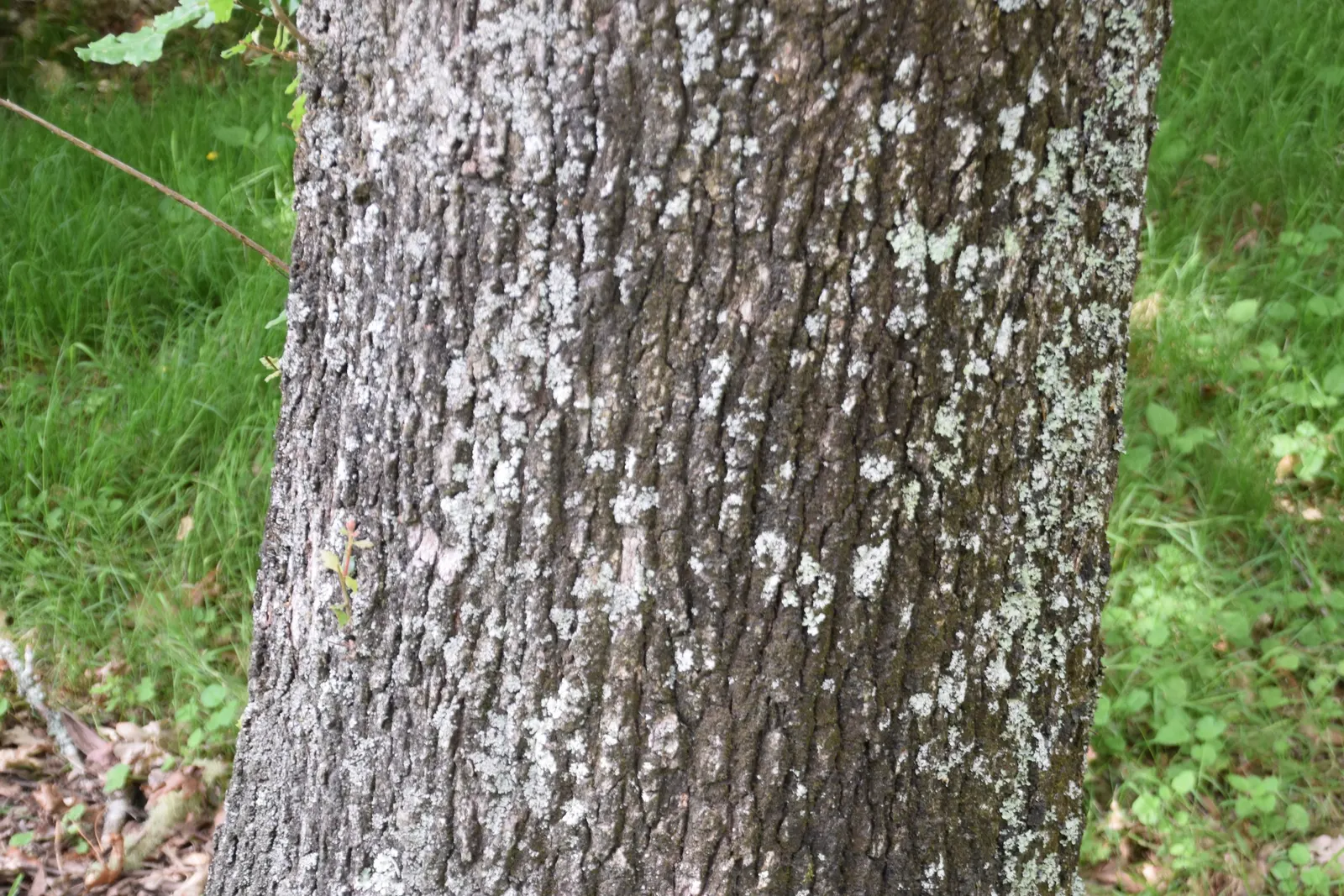 Valley Oak (Quercus Lobata) — these oaks thrive in full sun exposure and prefer well-draining soil