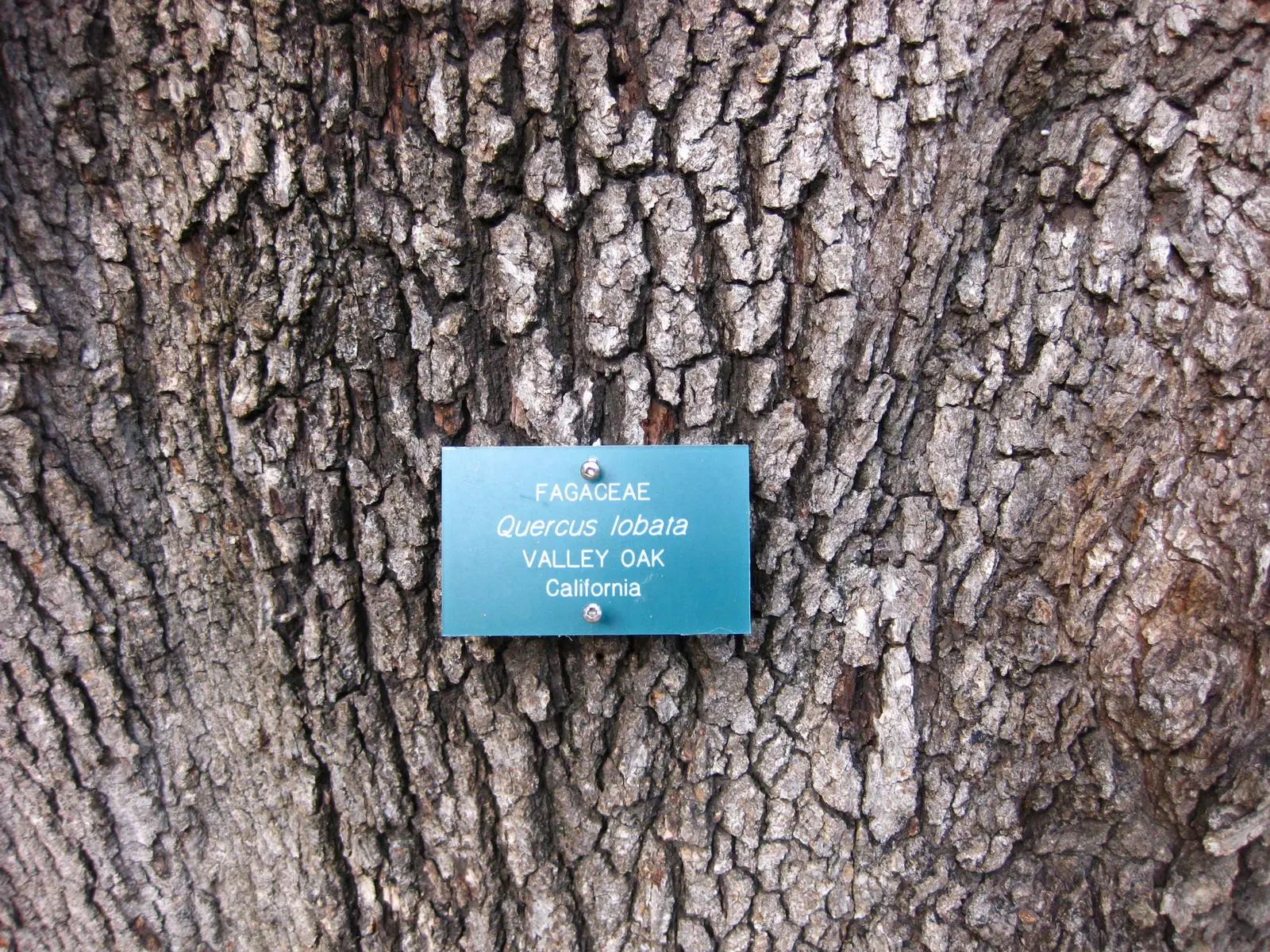 Valley Oak (Quercus Lobata) — This California native can reach impressive sizes; typically growing to heights of 40 to 70 feet with a canopy spread of 60 to