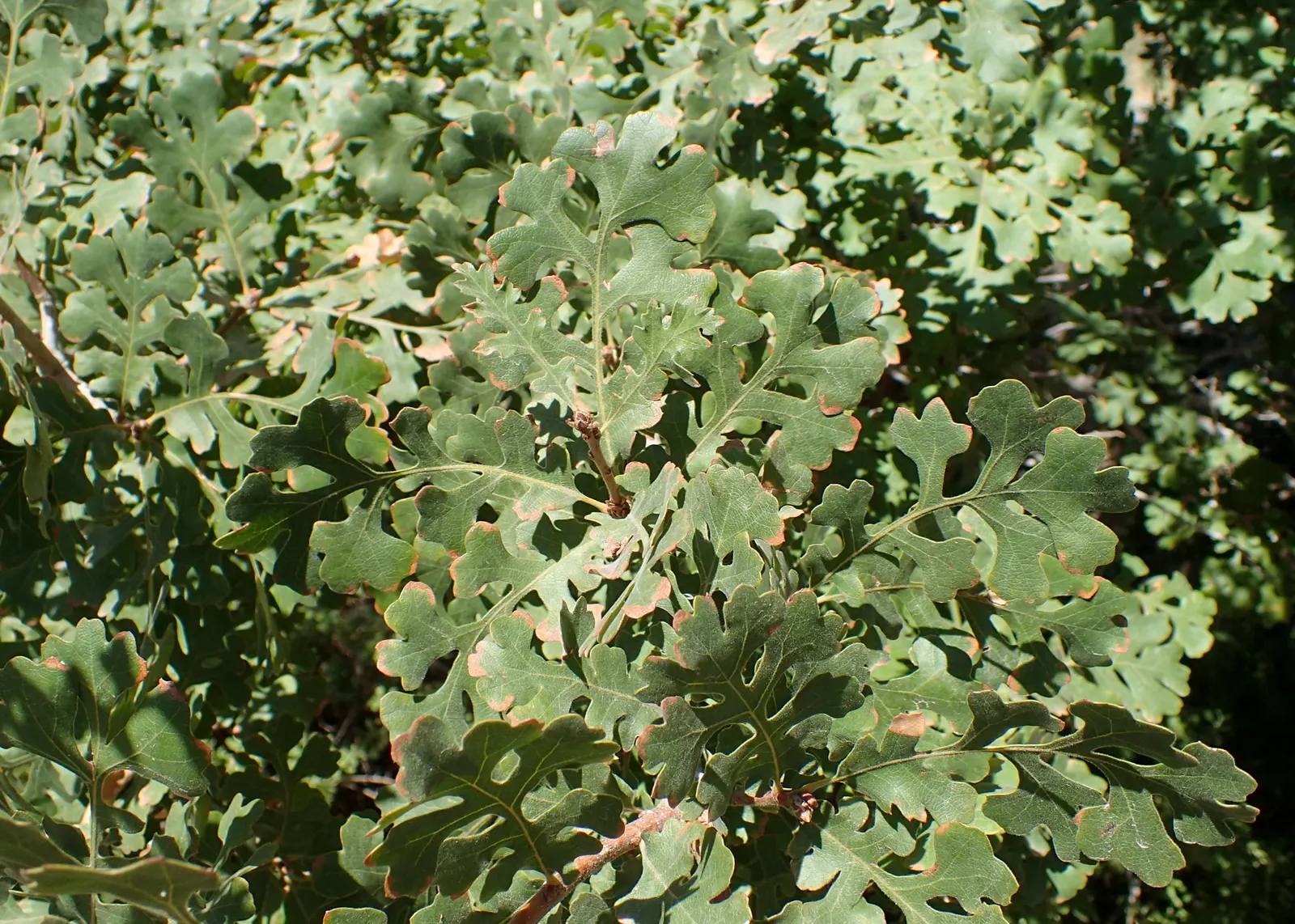 Valley Oak (Quercus Lobata) — awe-inspiring addition to the landscape for generations to enjoy