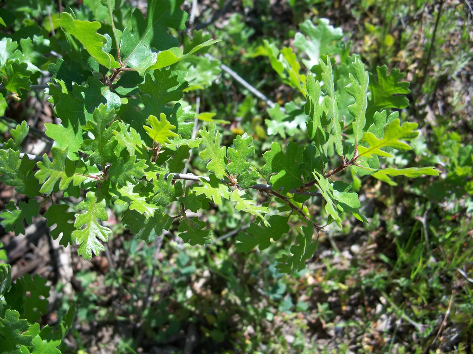 Valley Oak (Quercus Lobata) — Suitable for larger landscapes, it requires ample space and thrives in full sun with deep, well-draining soil