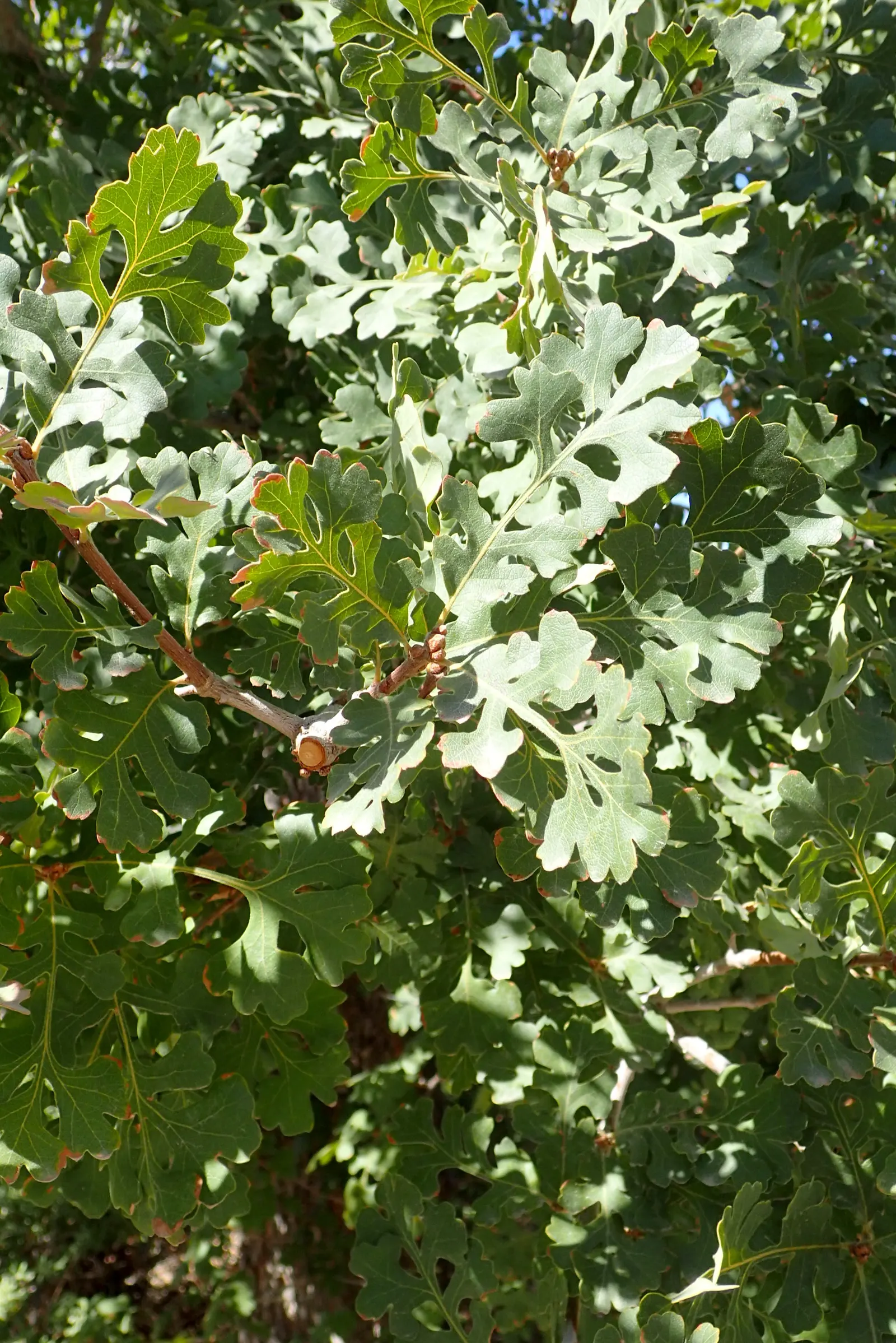 Valley Oak (Quercus Lobata) — tree for full