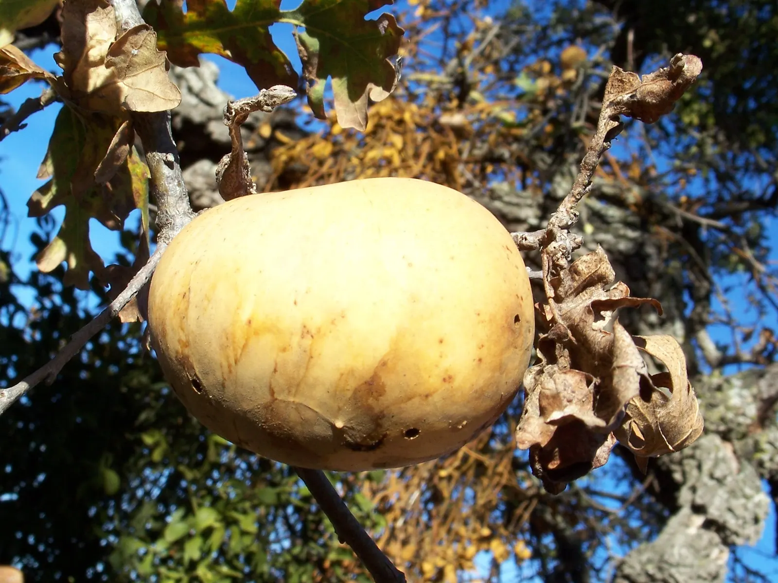 Valley Oak (Quercus Lobata) — providing spectacular seasonal interest before shedding