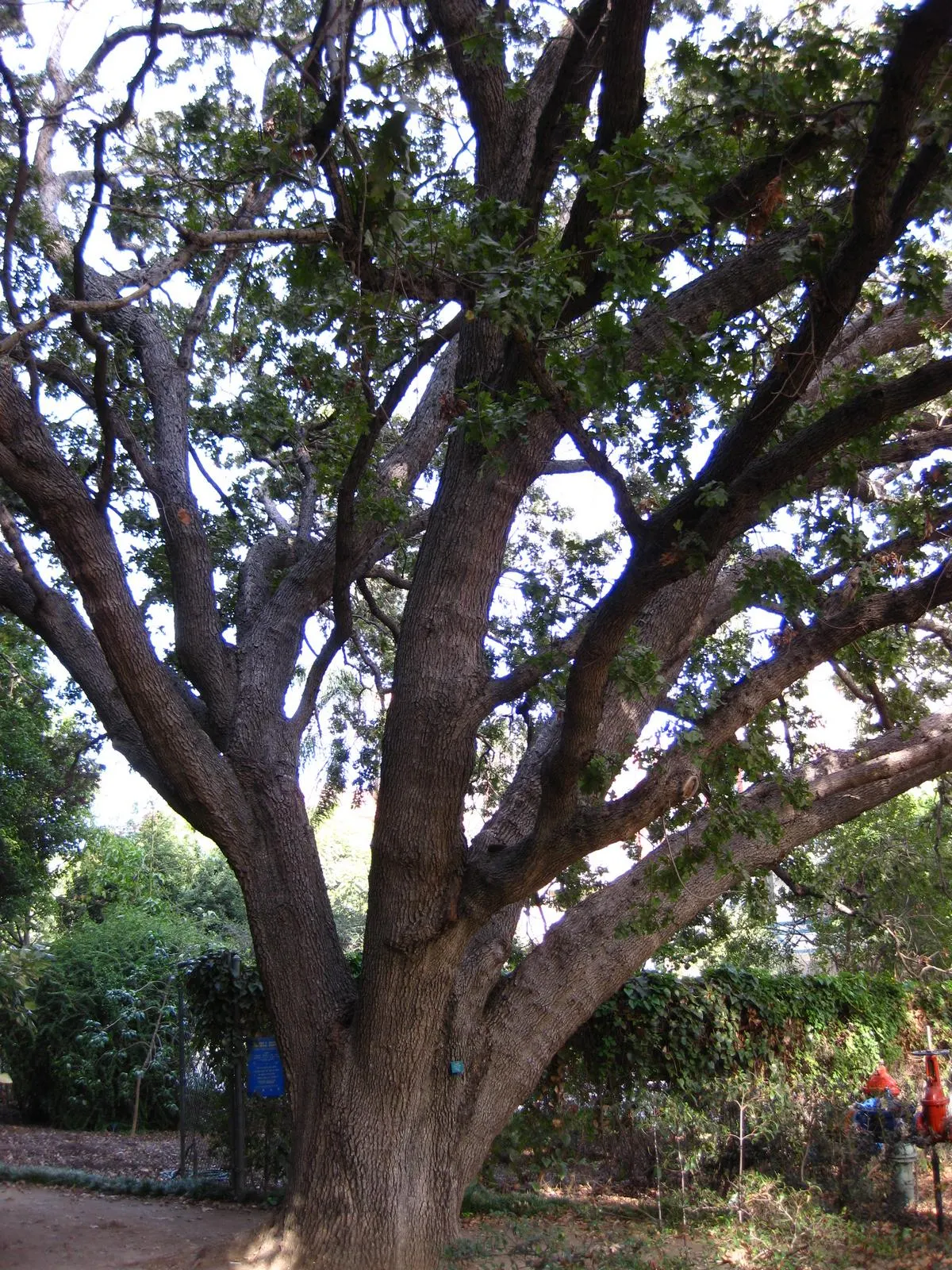 Valley Oak (Quercus Lobata) — typically growing to heights of 40 to 70 feet with a canopy spread of 60 to 100 feet at maturity; capable of living for several