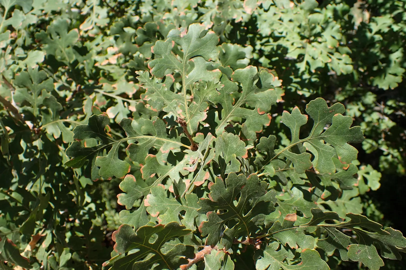 Valley Oak (Quercus Lobata) — Valley Oak (Quercus lobata), a stately native Californian, is revered for its grandeur and longevity; suitable for larger