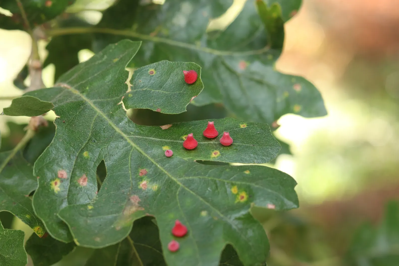 Valley Oak (Quercus Lobata) — providing spectacular seasonal interest before shedding; tree for full